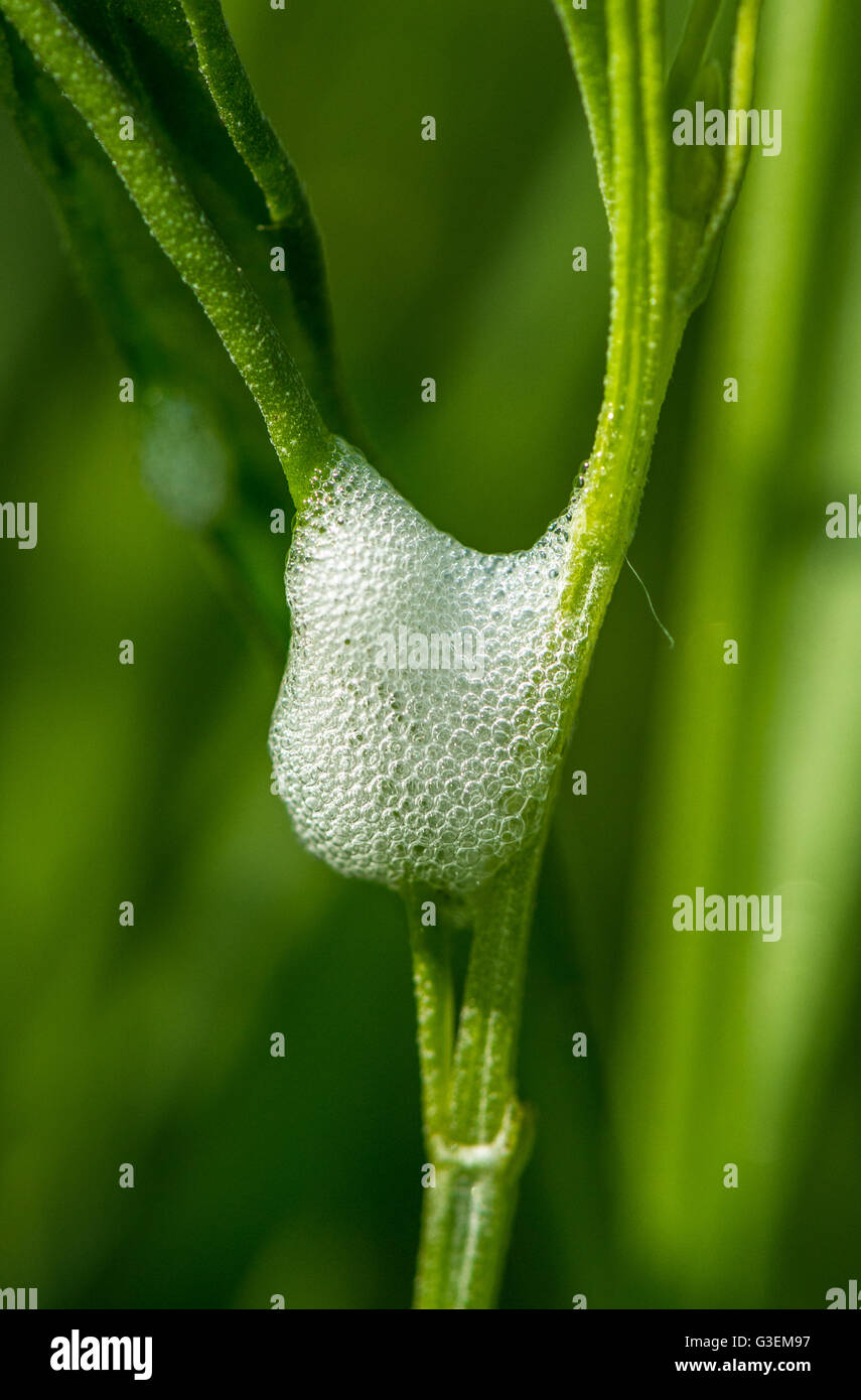 Close-up di cuculo spiedo un bianco, schiumosa sostanza che è fatta dal froghopper un insetto Foto Stock