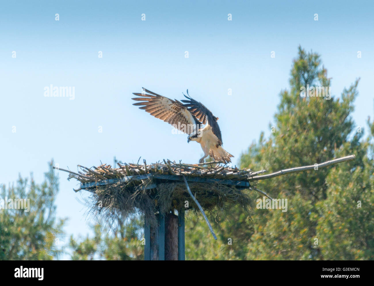 Osprey su nest iScotland. Questo uomo fatto il nido è stato costruito a Banchory Aberdeenshire ed è stato visitato dal primo 2 falchi pescatori nel 2016 Foto Stock