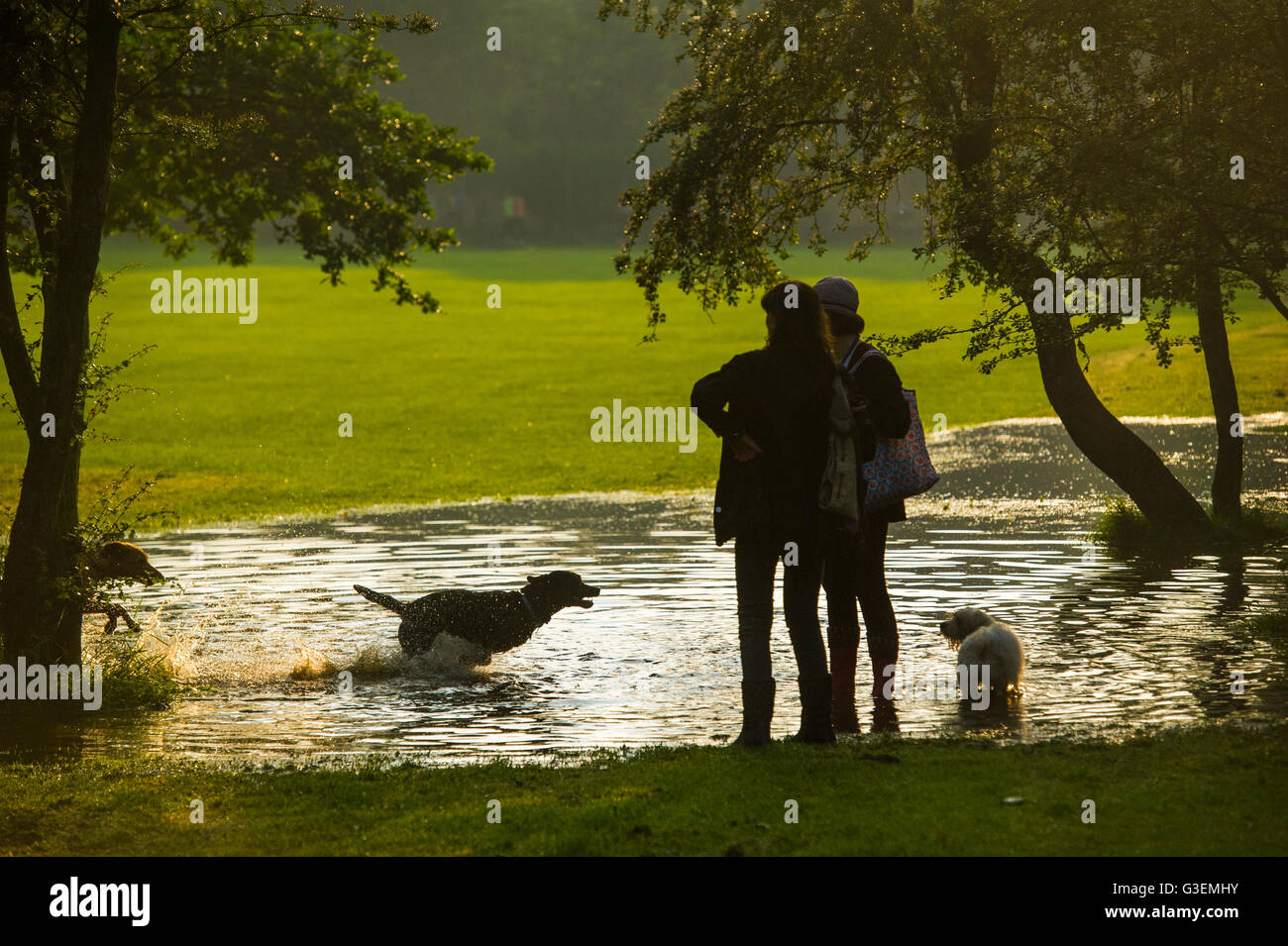 Inondazioni in Londra a creare un pool fpr cani a giocare in un parco di Londra Foto Stock