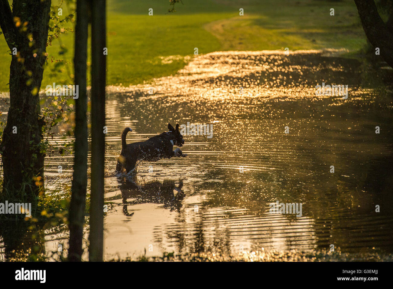 Inondazioni in Londra a creare un pool fpr cani a giocare in un parco di Londra Foto Stock