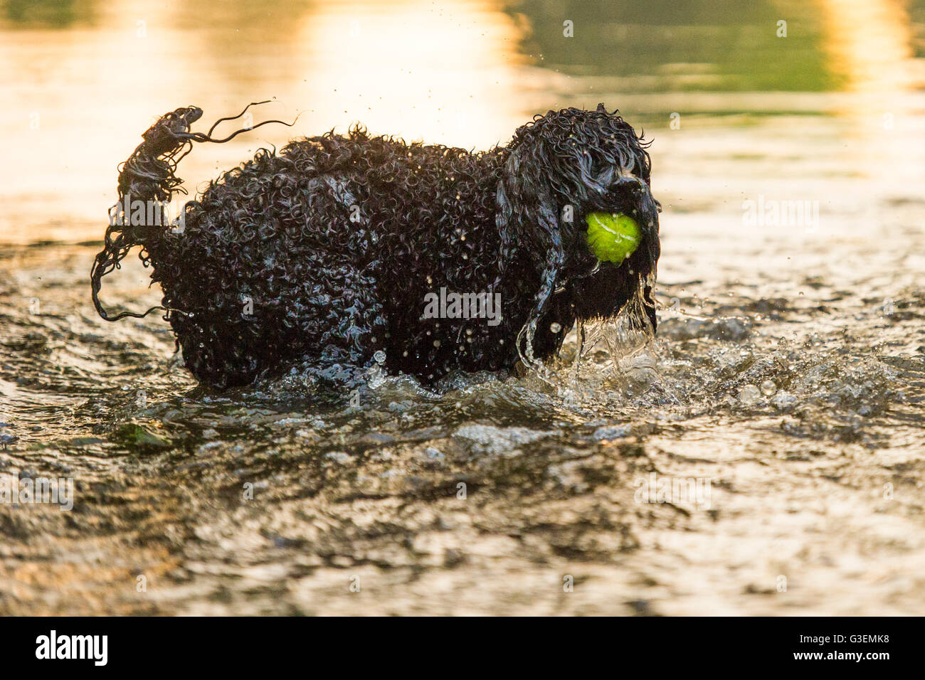 Inondazioni in Londra a creare un pool fpr cani a giocare in un parco di Londra Foto Stock