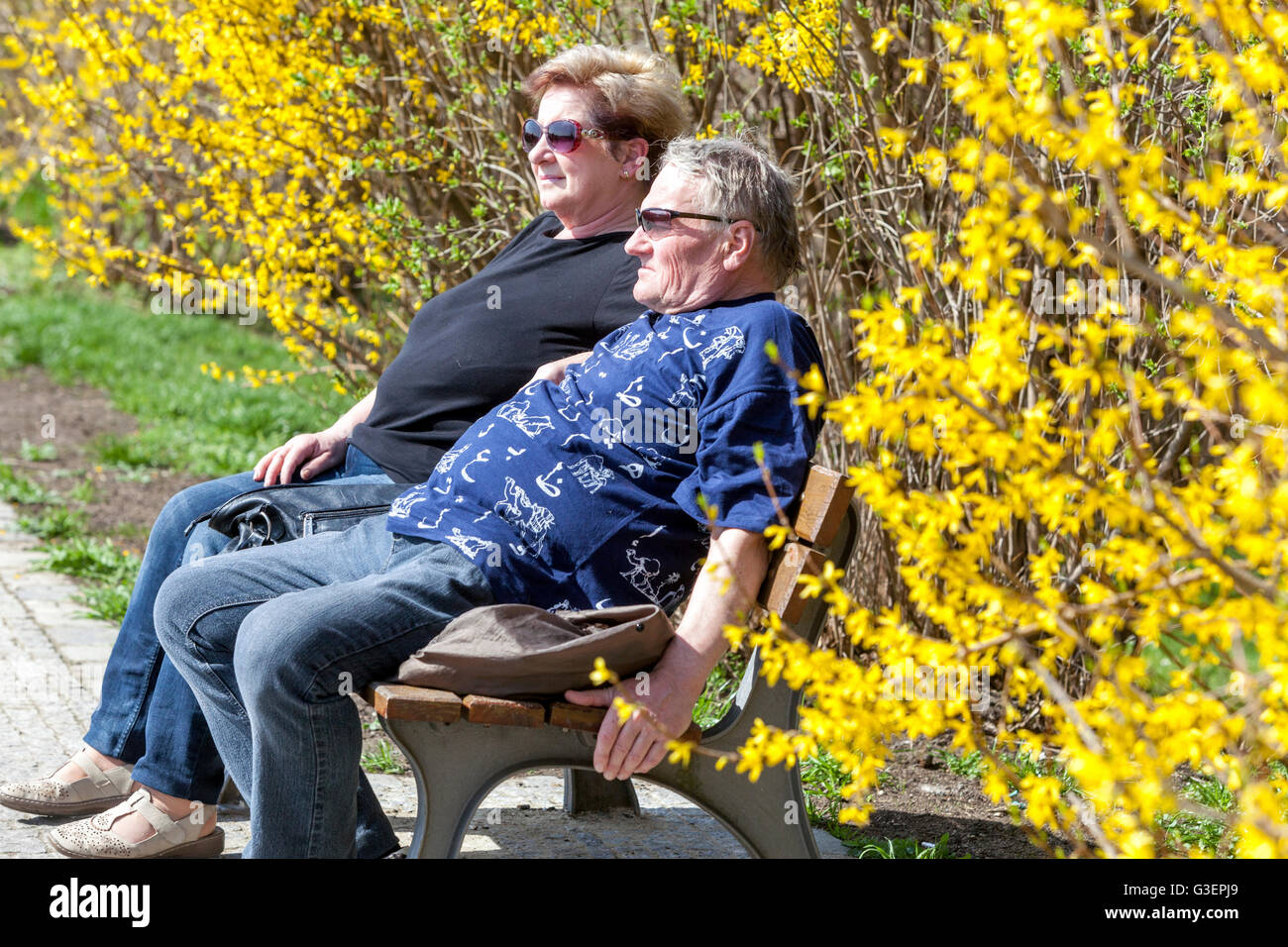 Adulti Senior coppia panchina anziani in un parco fiorito, Praga Repubblica Ceca Spring Forsythia x intermedia hedge anziani in panchina pensionati Foto Stock