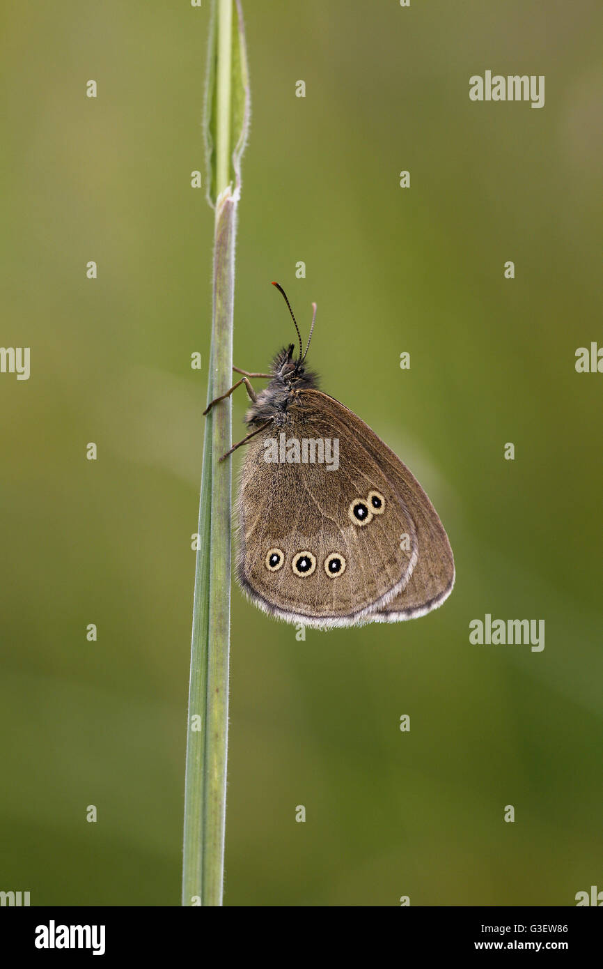 Ringlet Butterfly, Aphantopus hyperantus, che illustra il lato inferiore Foto Stock