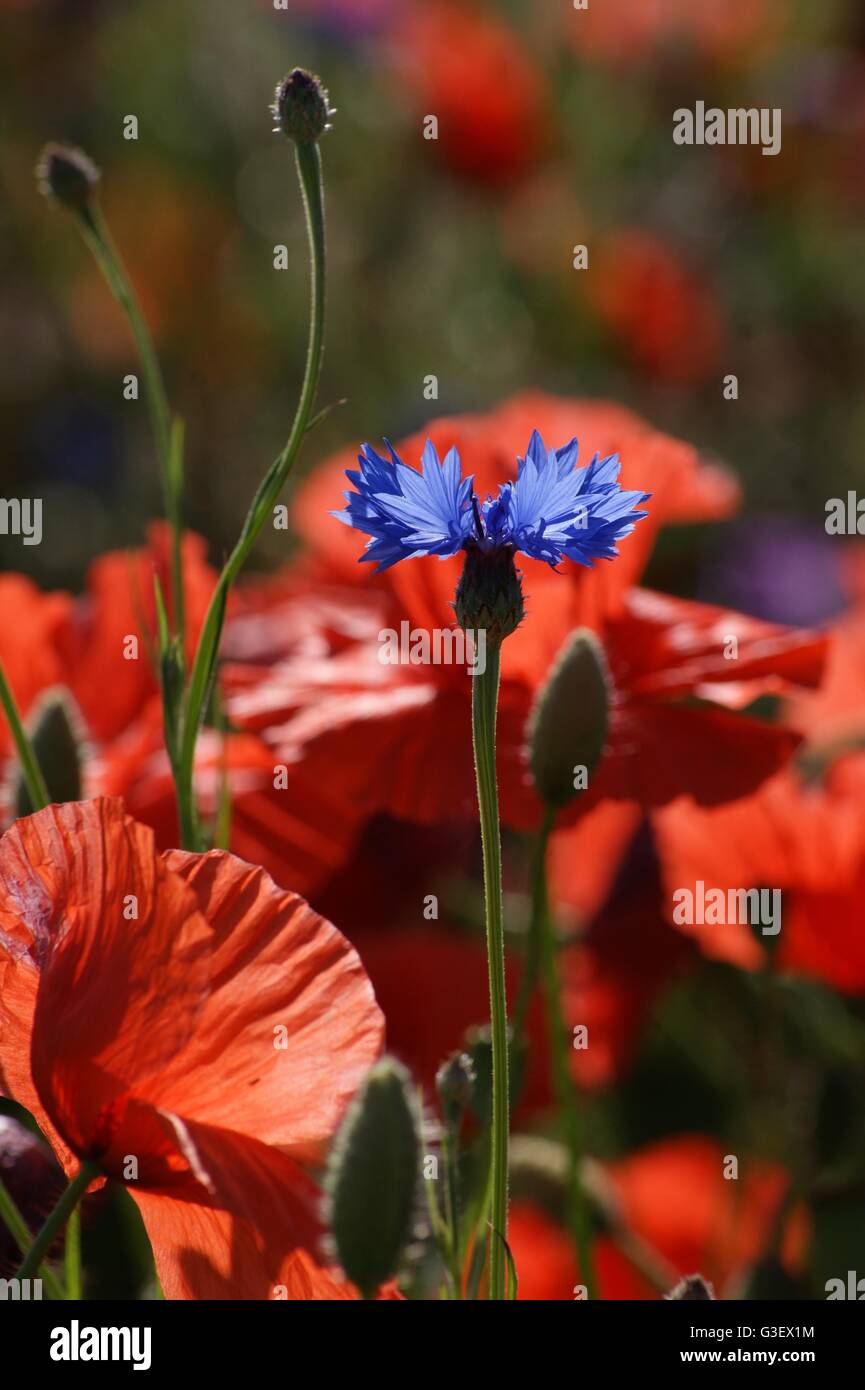 Blu fiordaliso in rosso papavero in background crescente selvatici Foto Stock