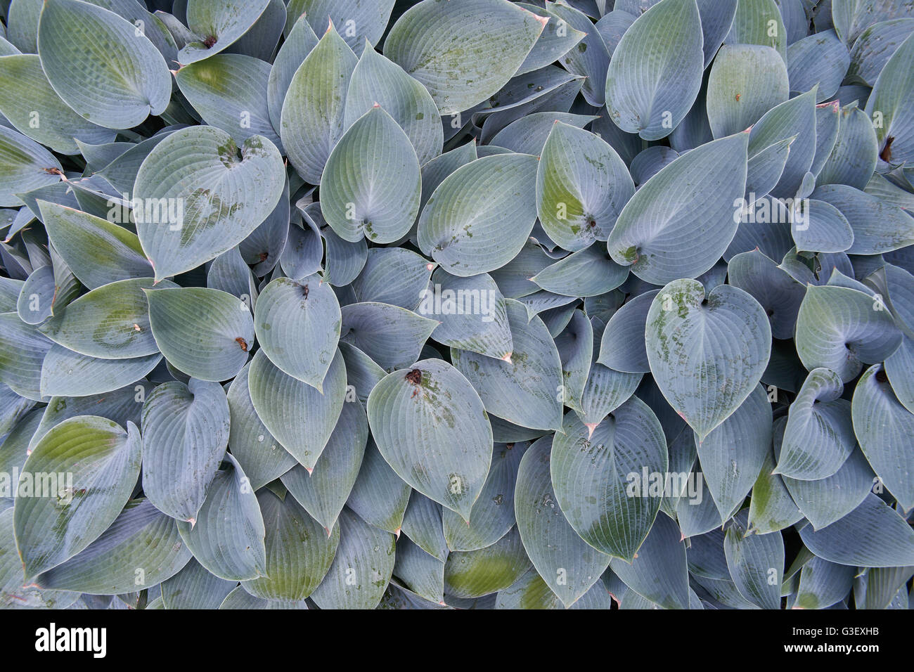 Hosta giglio Piantaggine foglie multiple Foto Stock