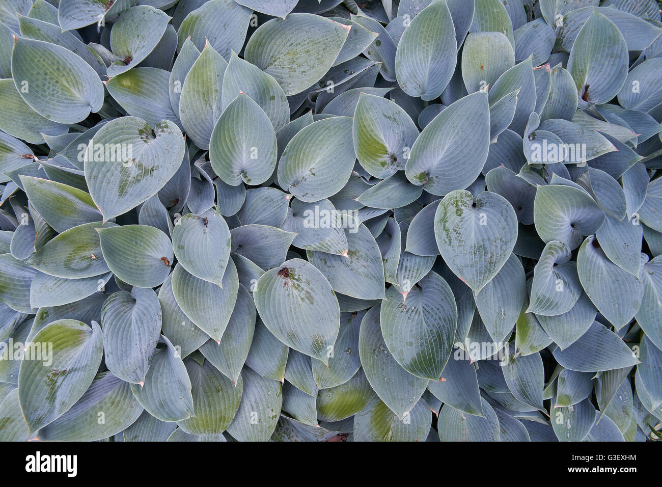Hosta giglio Piantaggine foglie multiple Foto Stock