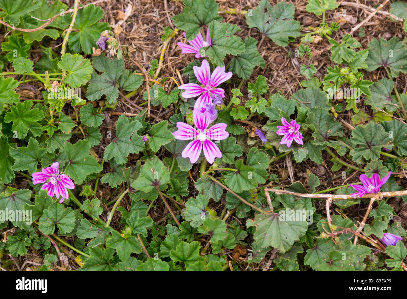 Graziosi fiori viola Foto Stock
