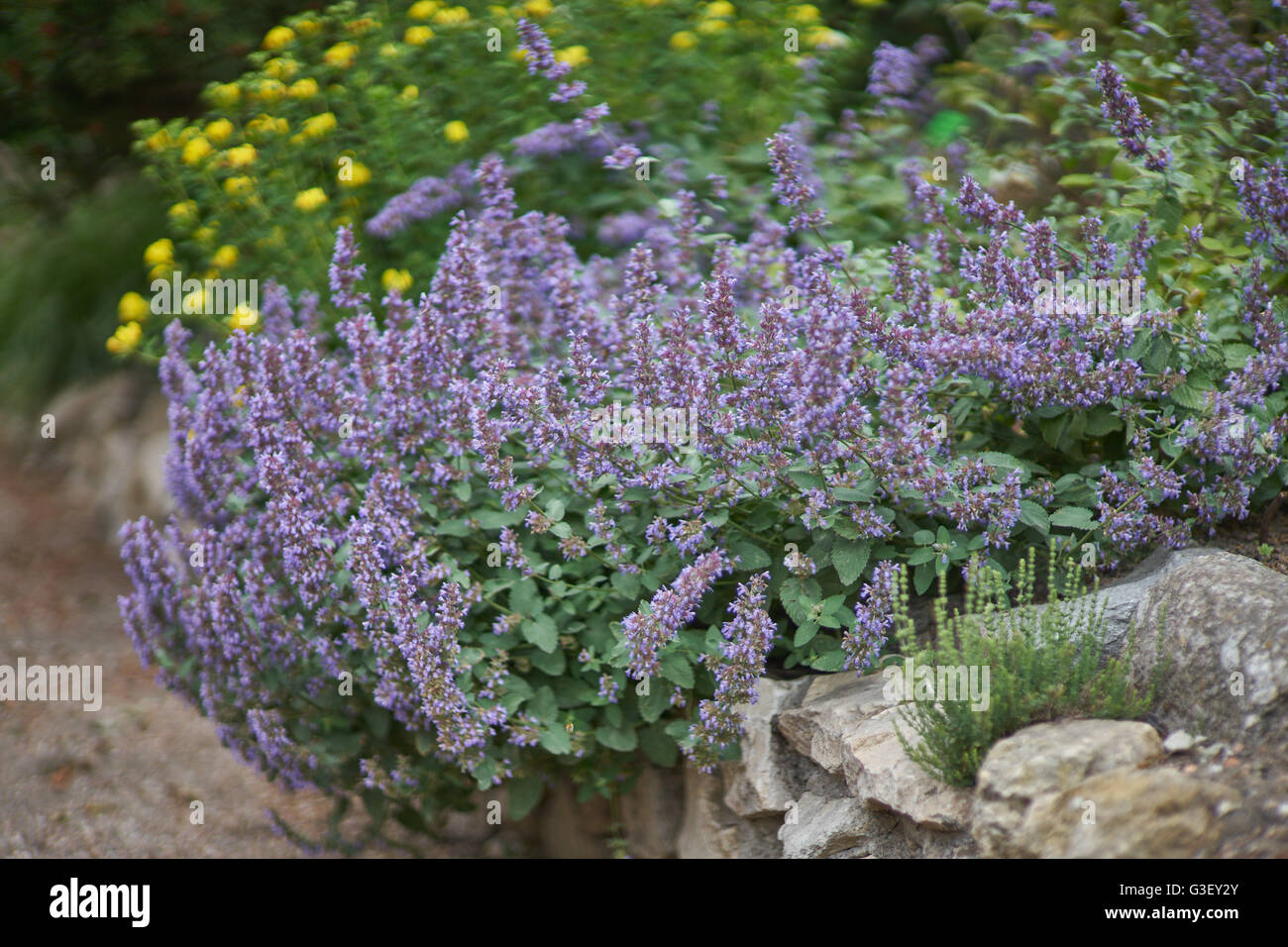 Blooming nepitella in cluster Nepeta faaseni Foto Stock