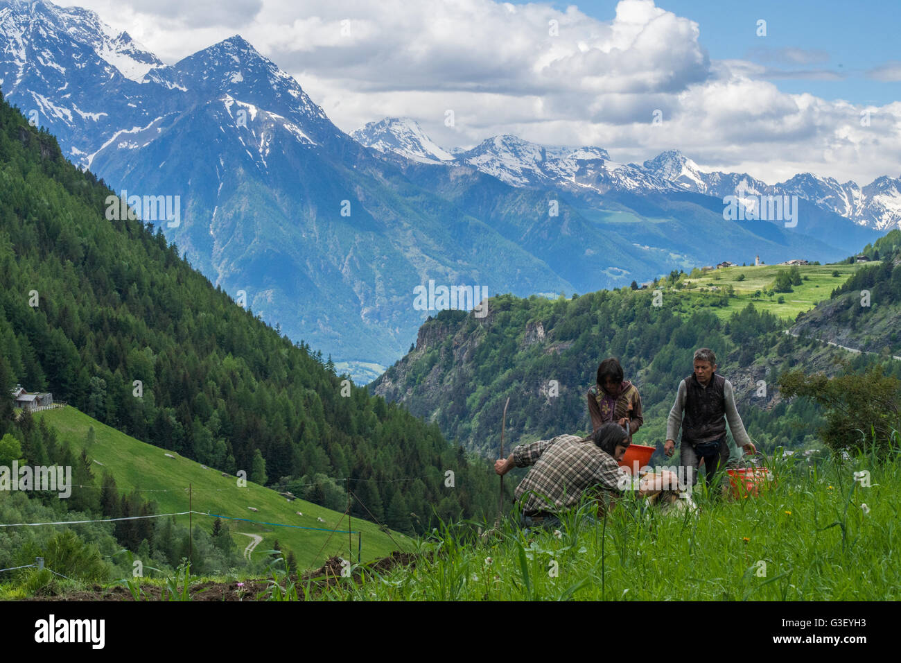 La piantagione vegatables nelle montagne della Valle d'Aosta, Italia. Foto Stock