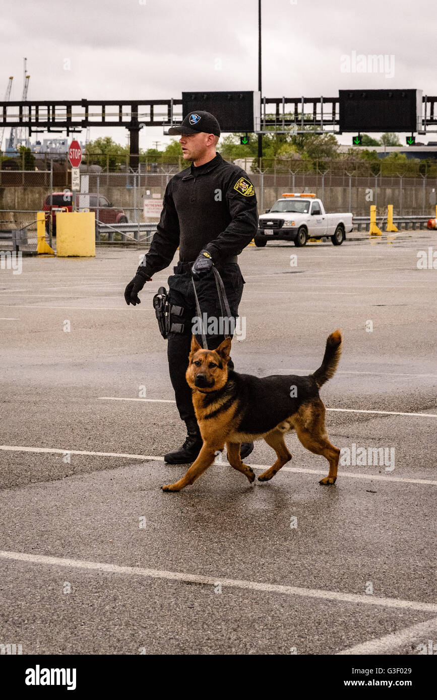 Maryland Transportation Authority cane di polizia, Cruise Terminal, porto di Baltimora, Locust Point, Baltimore, MD Foto Stock