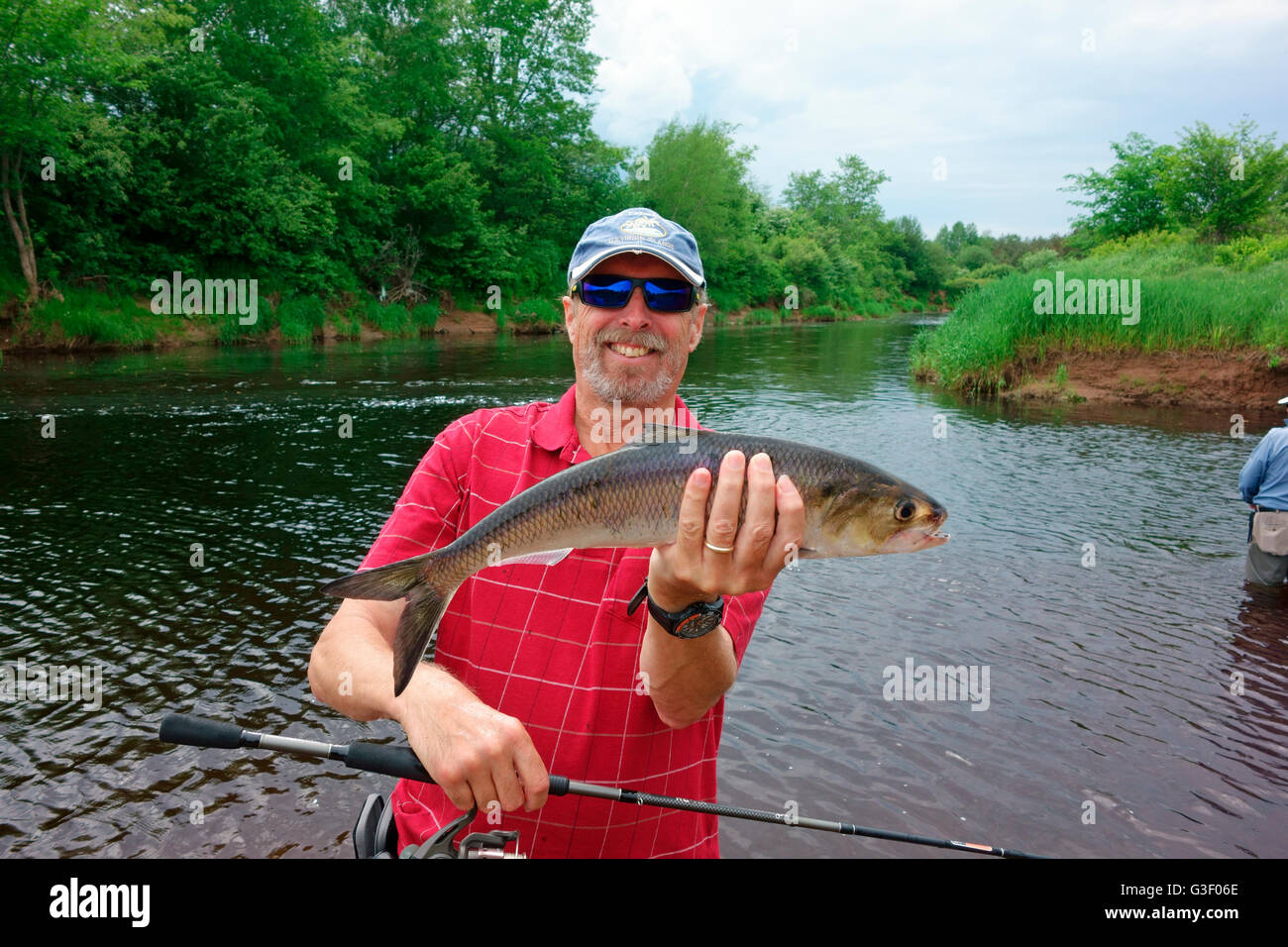 Un pescatore o man tenendo un American shad (Alosa sapidissima) specie di pesce pescato nel fiume di Annapolis della Nova Scotia, Canada Foto Stock