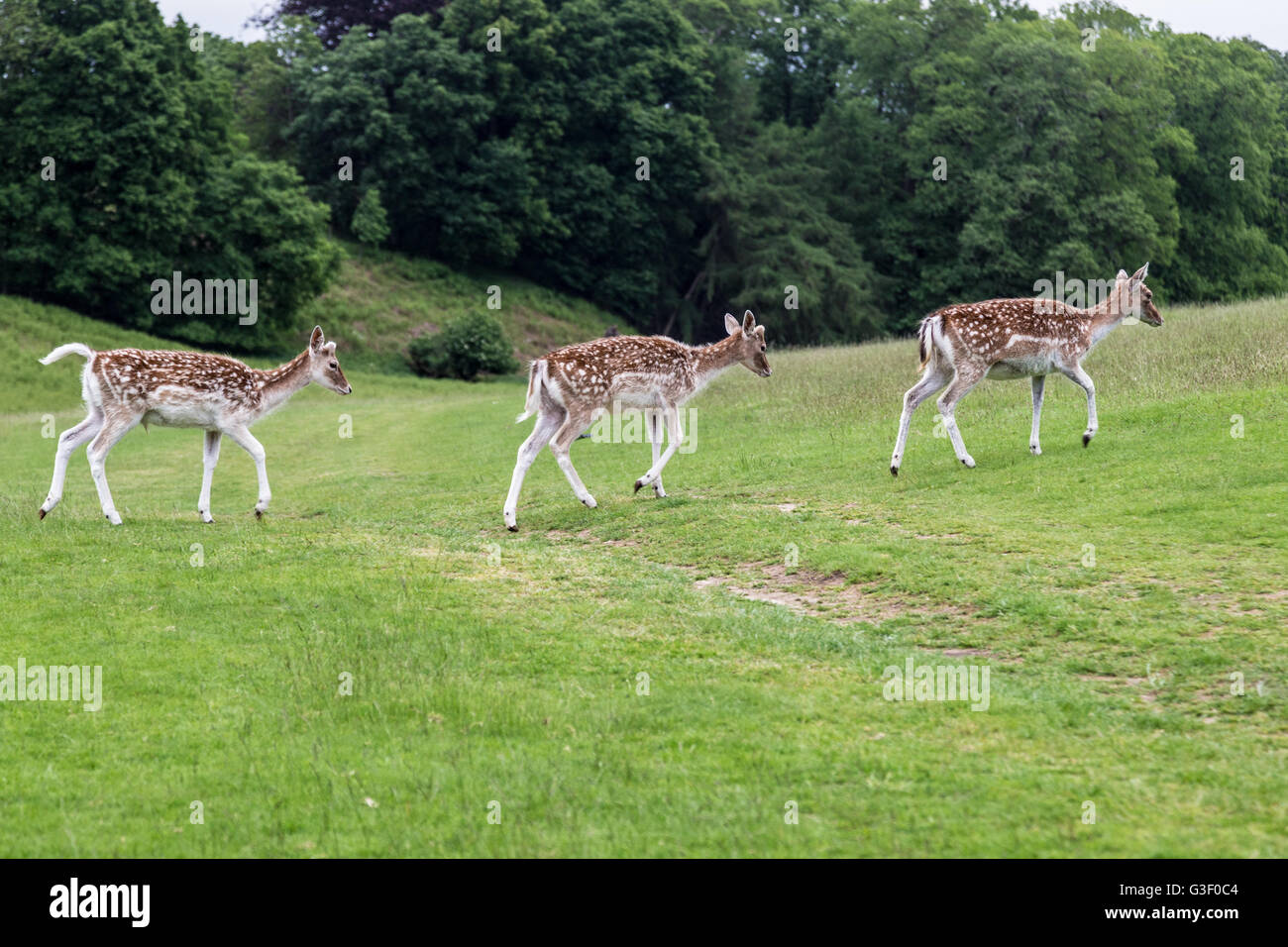 Knole park a Sevenoaks durante la primavera. Foto Stock