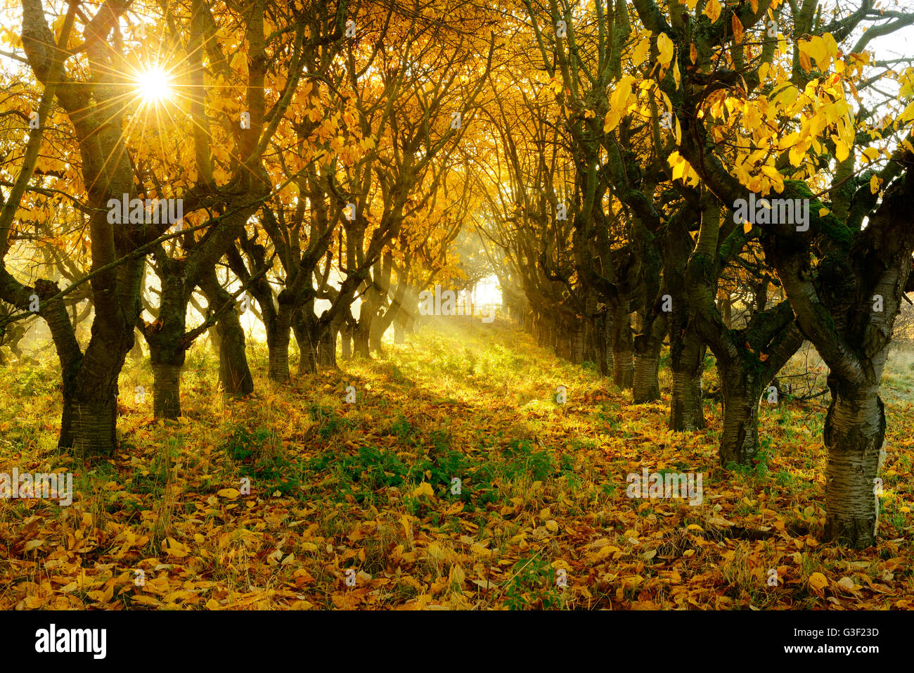 Orchard prato in autunno, Sunray e la nebbia di mattina, nei pressi di Querfurt, Sassonia-Anhalt, Germania Foto Stock
