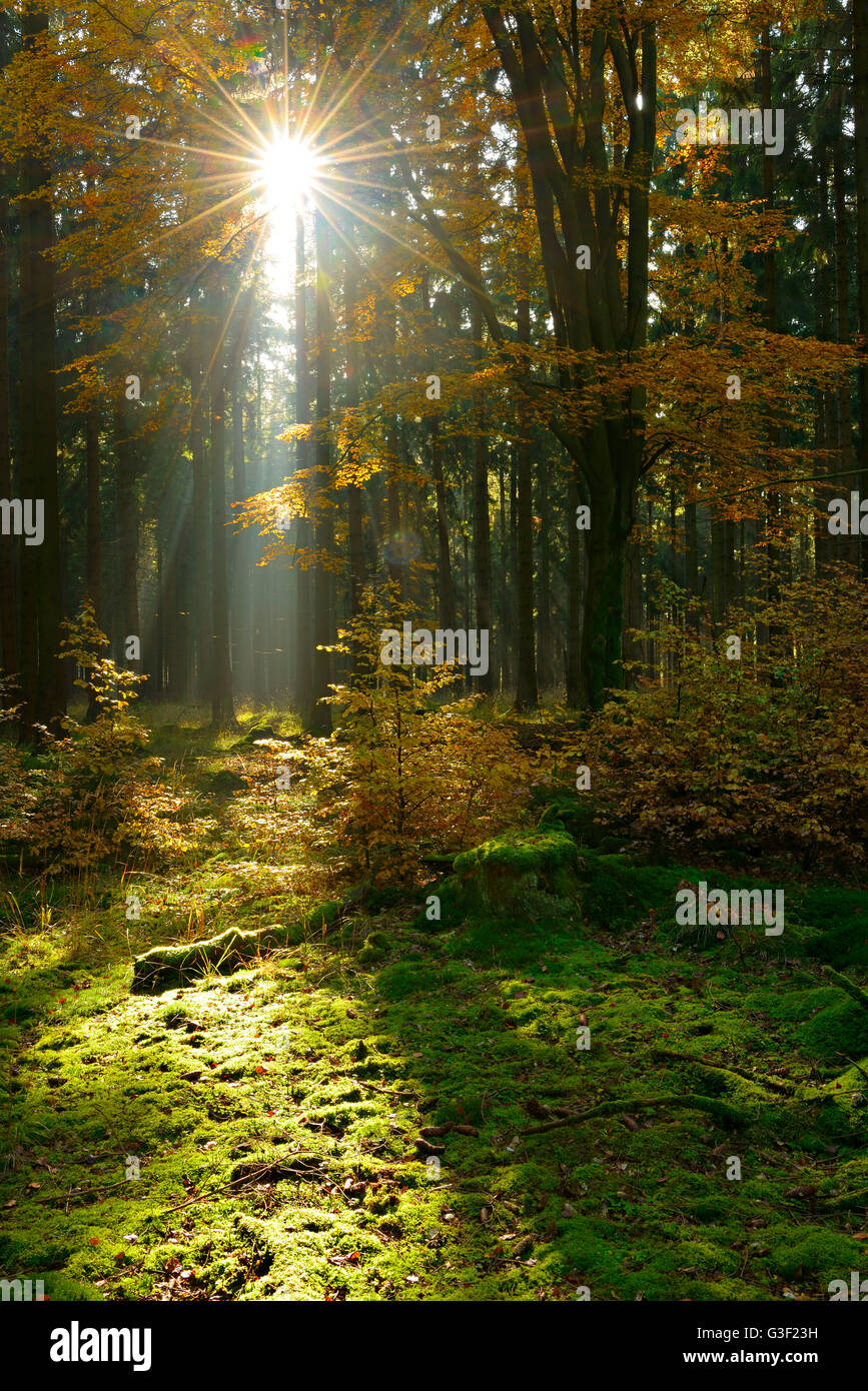 Irraggiamento solare e la nebbia di mattina, bosco misto in autunno, Harz, vicino Allrode, Sassonia-Anhalt, Germania Foto Stock