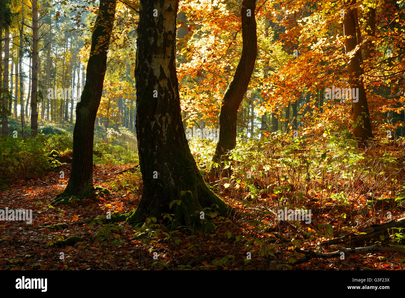 Sunny bosco misto in autunno, Harz, vicino a Wernigerode, Sassonia-Anhalt, Germania Foto Stock