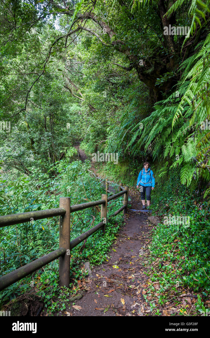 Donna trekking nella foresta di Cubo de La Galga, riserva della biosfera di Los Tilos, La Palma Isole Canarie Spagna, Europa Foto Stock