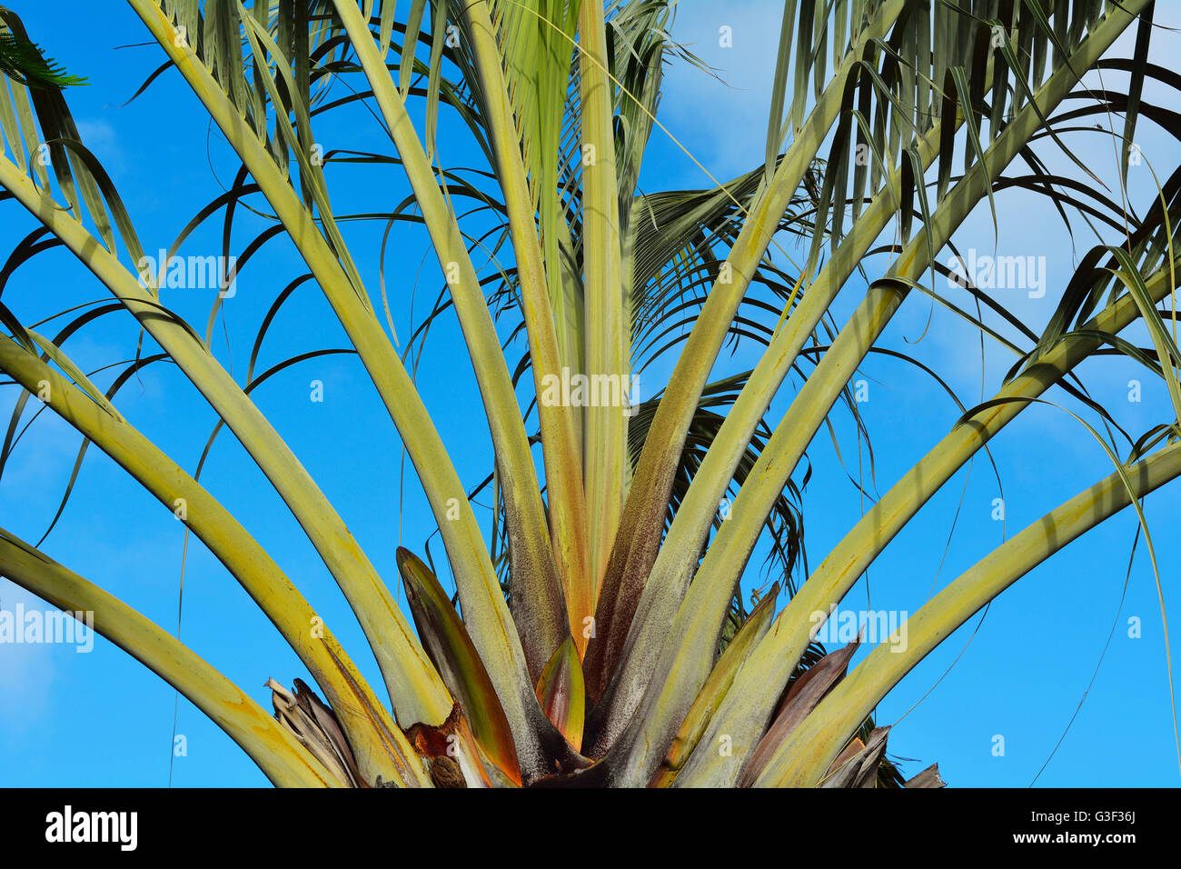 Dettaglio struttura Palm Tree, Hervey Bay, Queensland, Australia Foto Stock