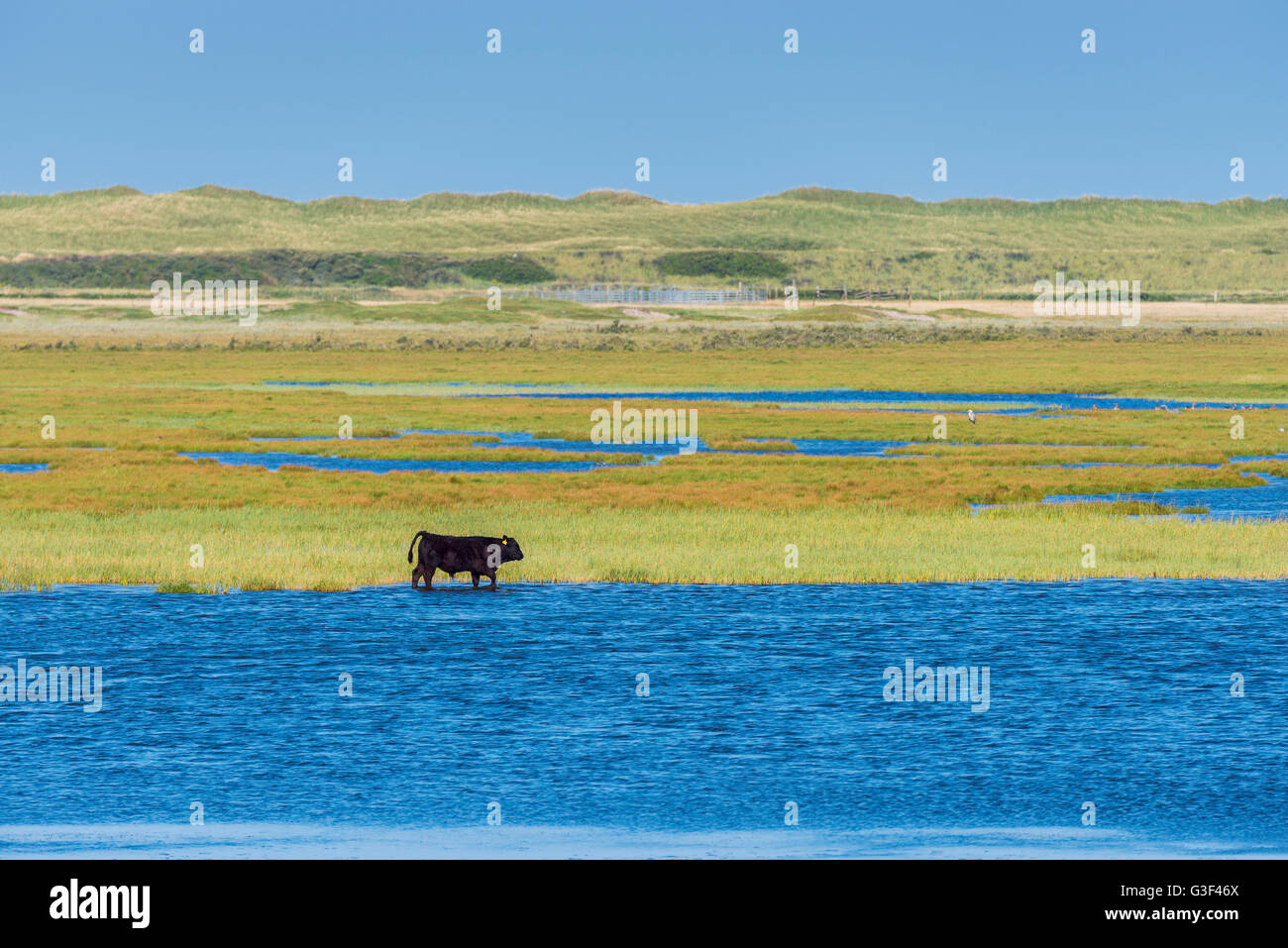 Il paesaggio costiero, con bovini, il tuo parco nazionale, Agger, Nord dello Jutland, Danimarca Foto Stock