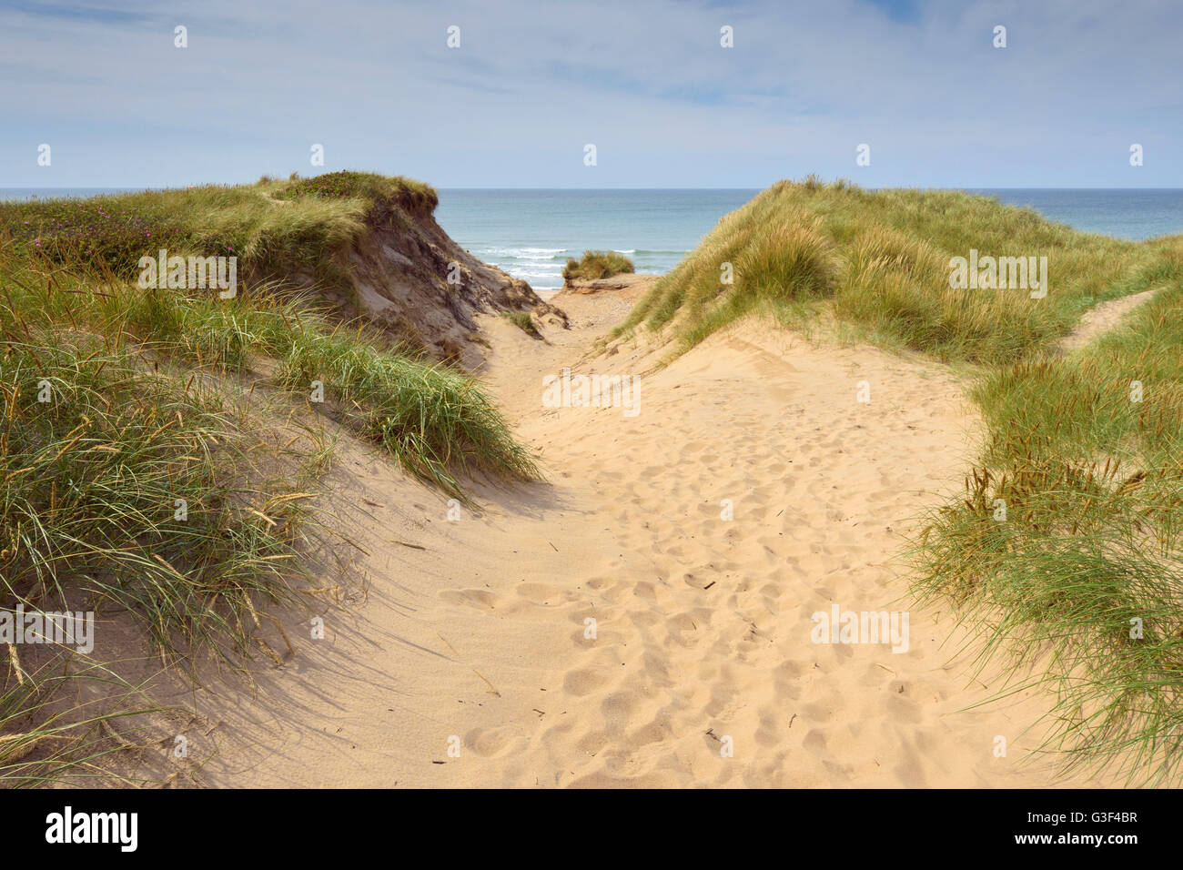 Percorso attraverso le dune troppo la spiaggia, il tuo parco nazionale, Agger, Nord dello Jutland, Danimarca Foto Stock