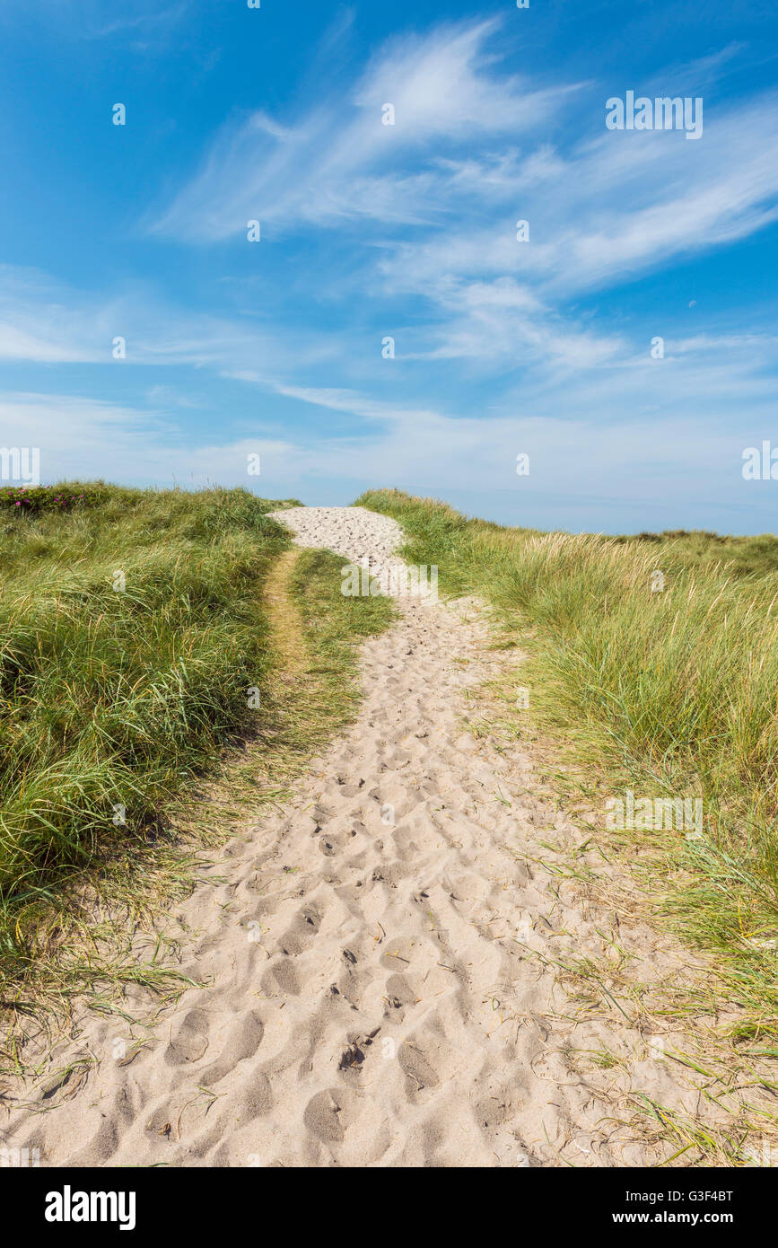 Percorso attraverso le dune troppo la spiaggia, il tuo parco nazionale, Agger, Nord dello Jutland, Danimarca Foto Stock
