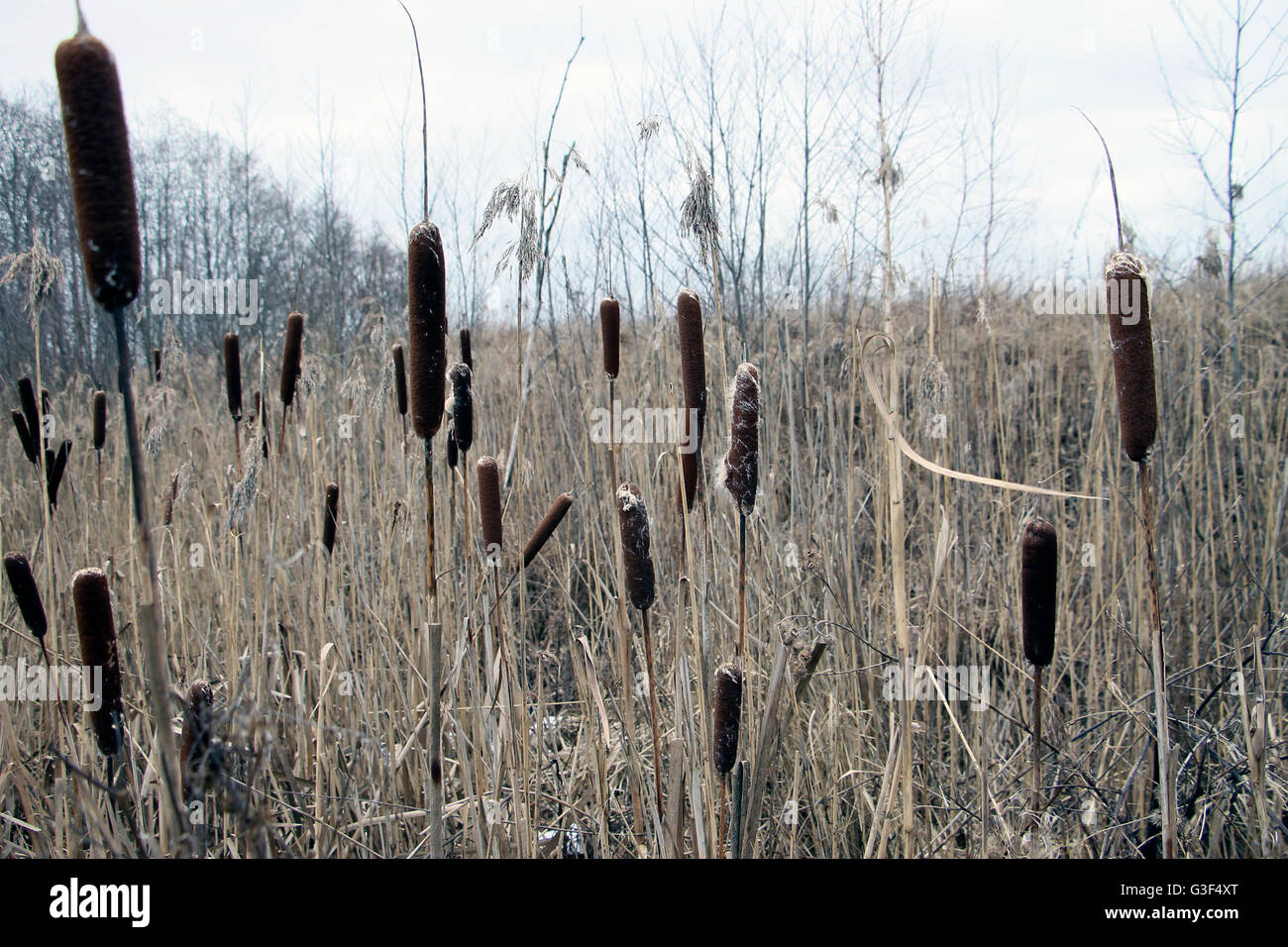 Tifa cattails typha giunco giunchi lamelle reed totoras marsh palude Foto Stock
