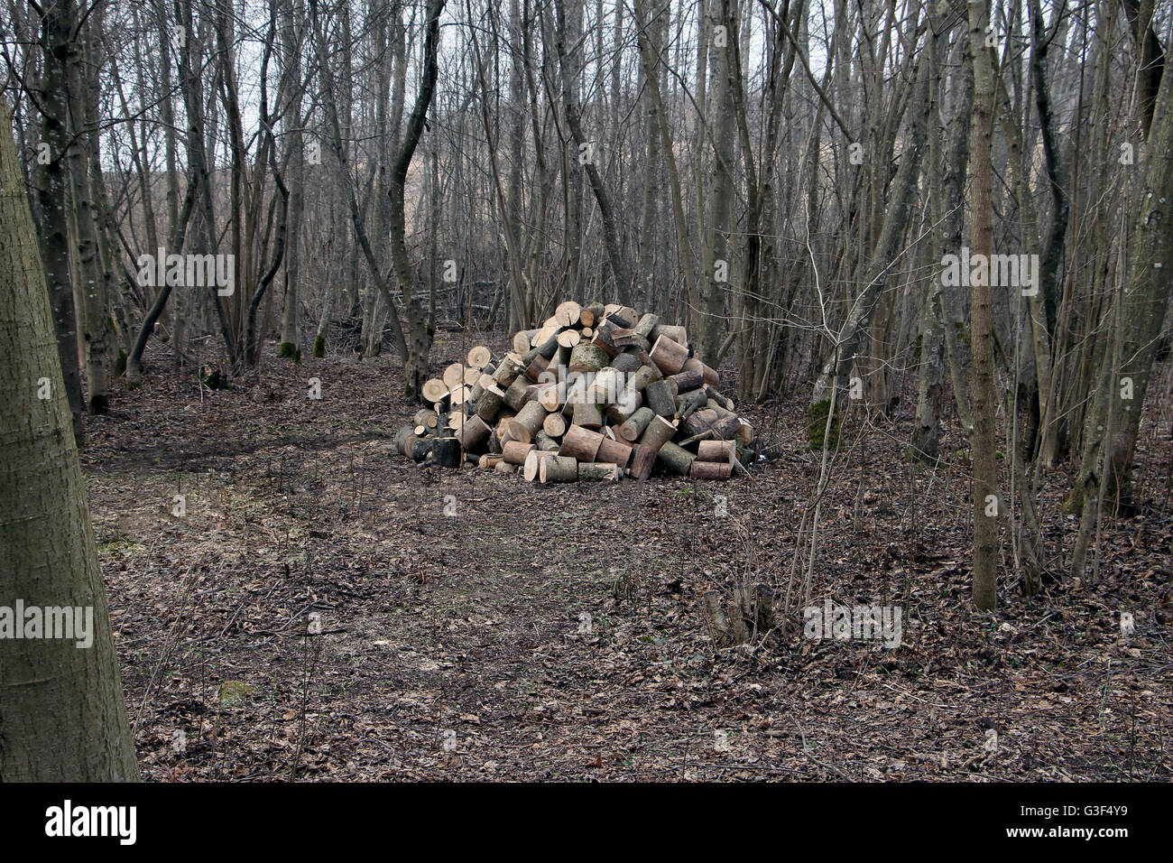 Piccolo legno fresco alder frassino pila nella piccola foresta grove legno Foto Stock