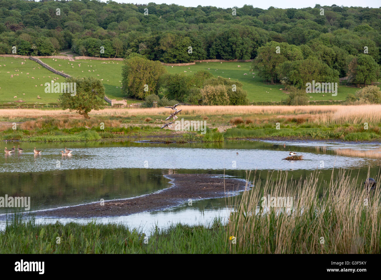 Graylag Oche, Anser anser, sulla laguna in Leighton Moss RSPB riserva, Lancashire, Inghilterra, Regno Unito Foto Stock