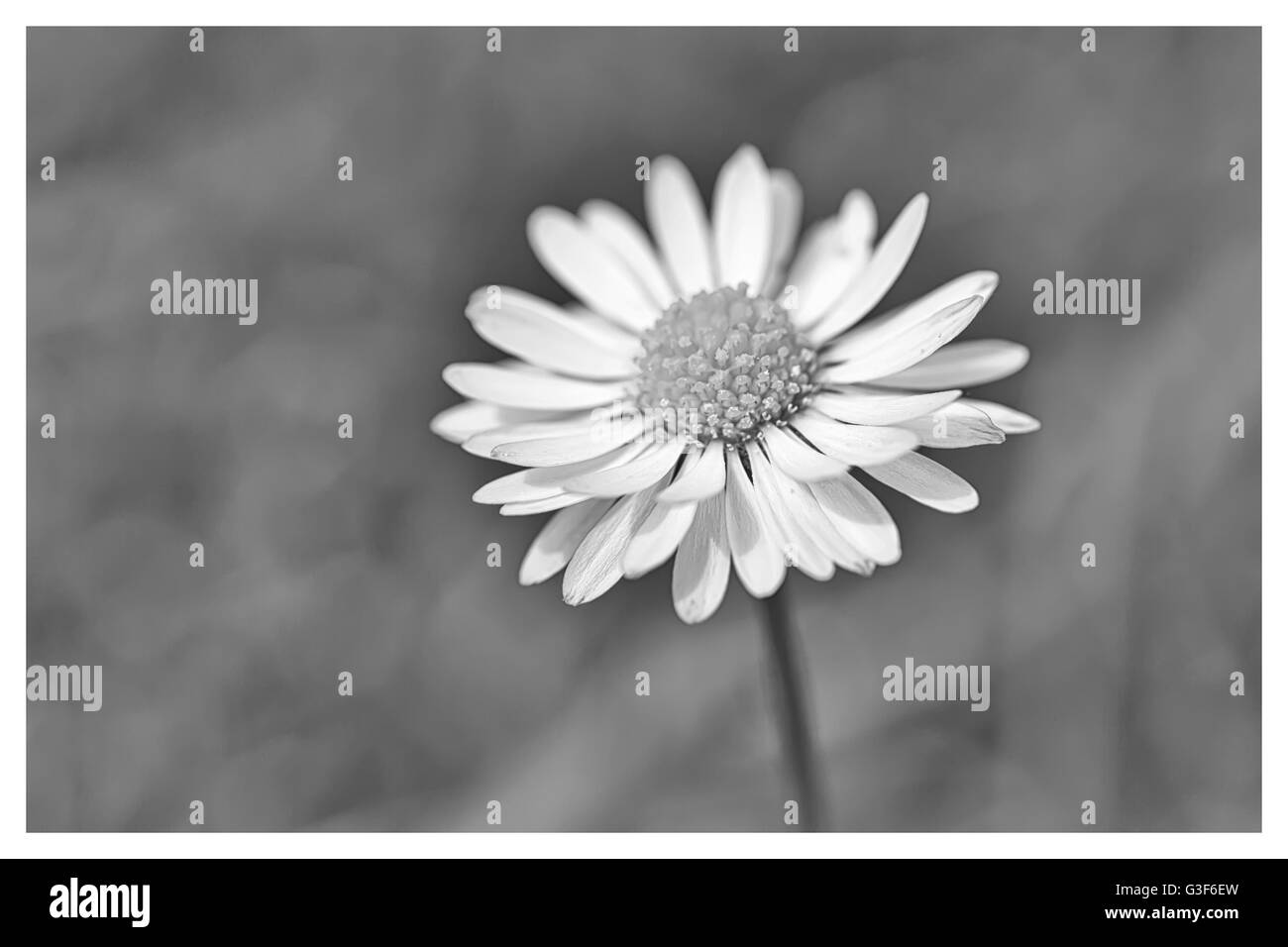 Fiore di primavera Daisy macro estreme shot con sfondo verde. Foto in bianco e nero con un bordo nero Foto Stock