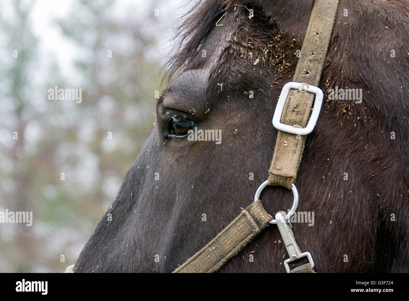 Un close-up di un cavallo marrone del volto Foto Stock