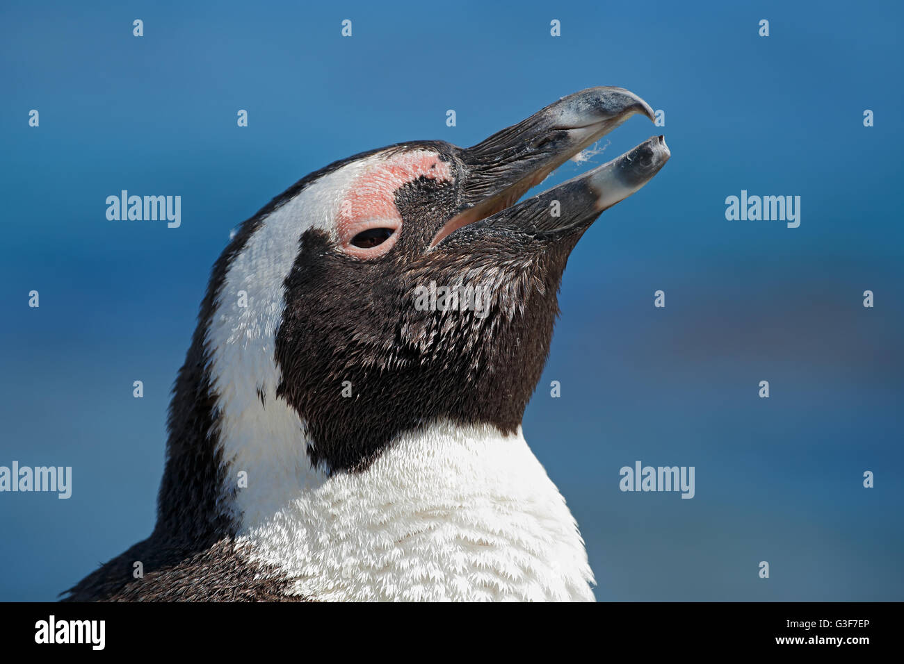 Ritratto di un pinguino africano (Spheniscus demersus), Western Cape, Sud Africa Foto Stock
