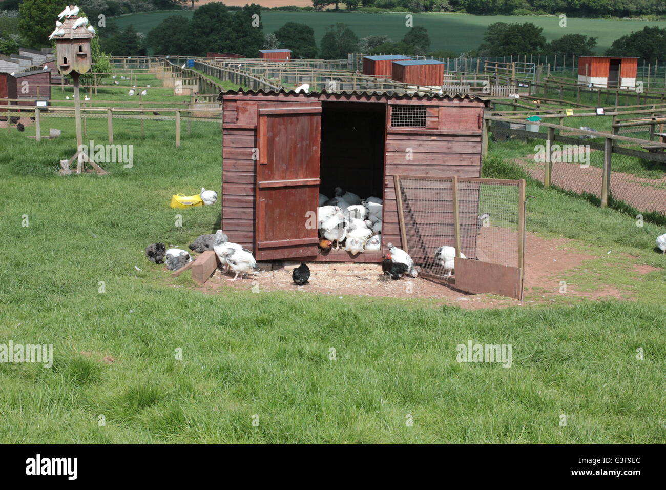 Polli ruspanti in coop Foto Stock