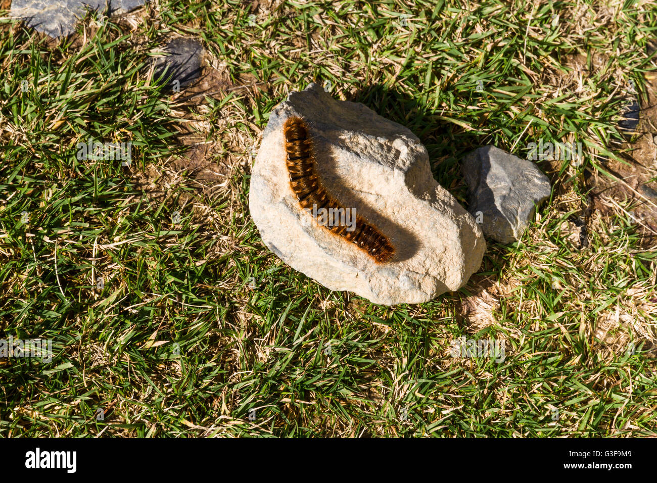 Hairy marrone caterpillar di grandi dimensioni nel Regno Unito crogiolarvi al sole su una pietra. Oag eggar o Lasiocampa quercus membro della famiglia Lasiocampidae Foto Stock