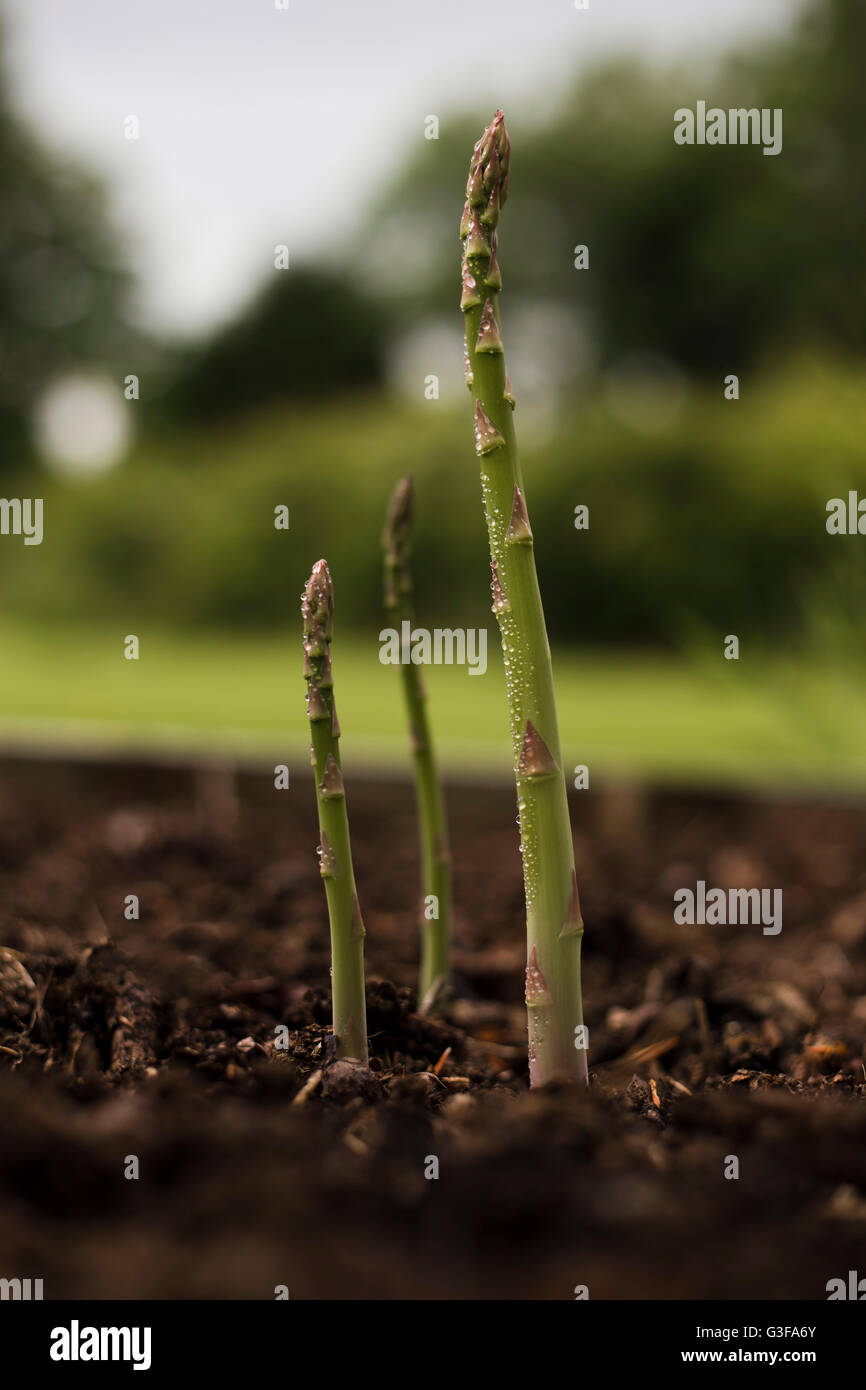 Gli asparagi crescono in letti sollevata Foto Stock
