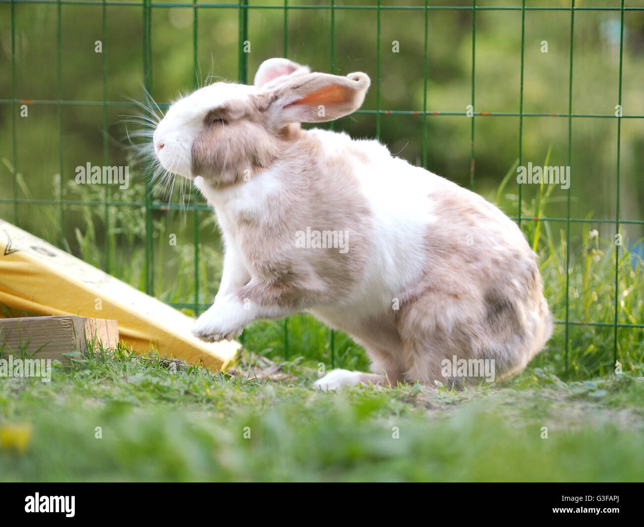 Marrone, Bianco e nero coniglietto colorato. Mix di Gigante fiammingo e nano lop. Al di fuori di fotografia. Bella illuminazione e colori. Foto Stock