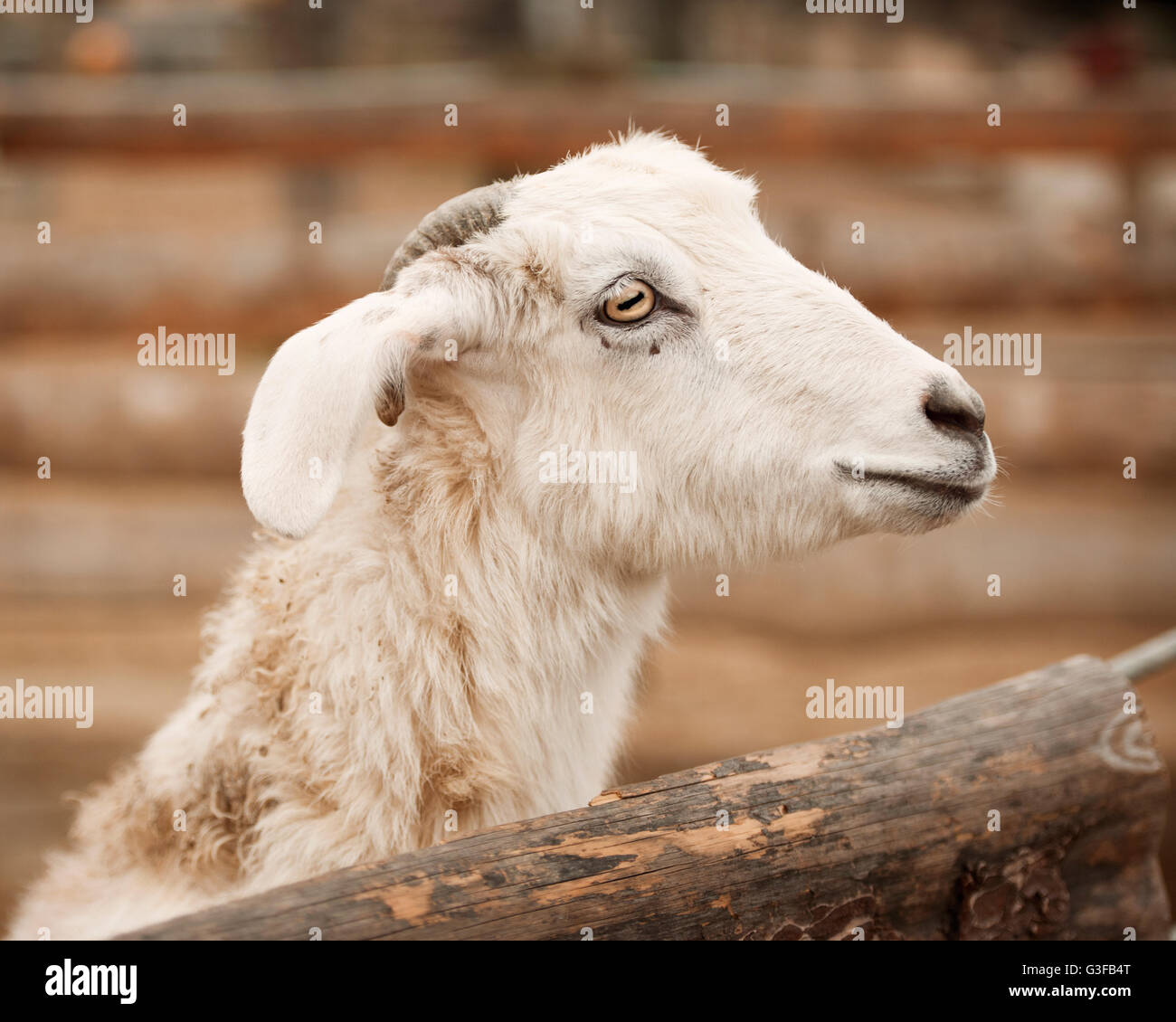 Un profilo ravvicinato di una capra bianca con occhi espressivi e pelliccia morbida e soffice, catturato in un ambiente rustico con recinzioni in legno sullo sfondo. Foto Stock