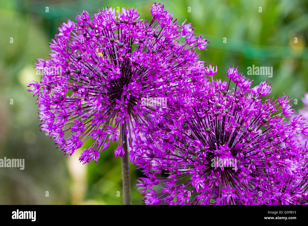 Allium viola sensazione, inizio estate 2015 Foto Stock