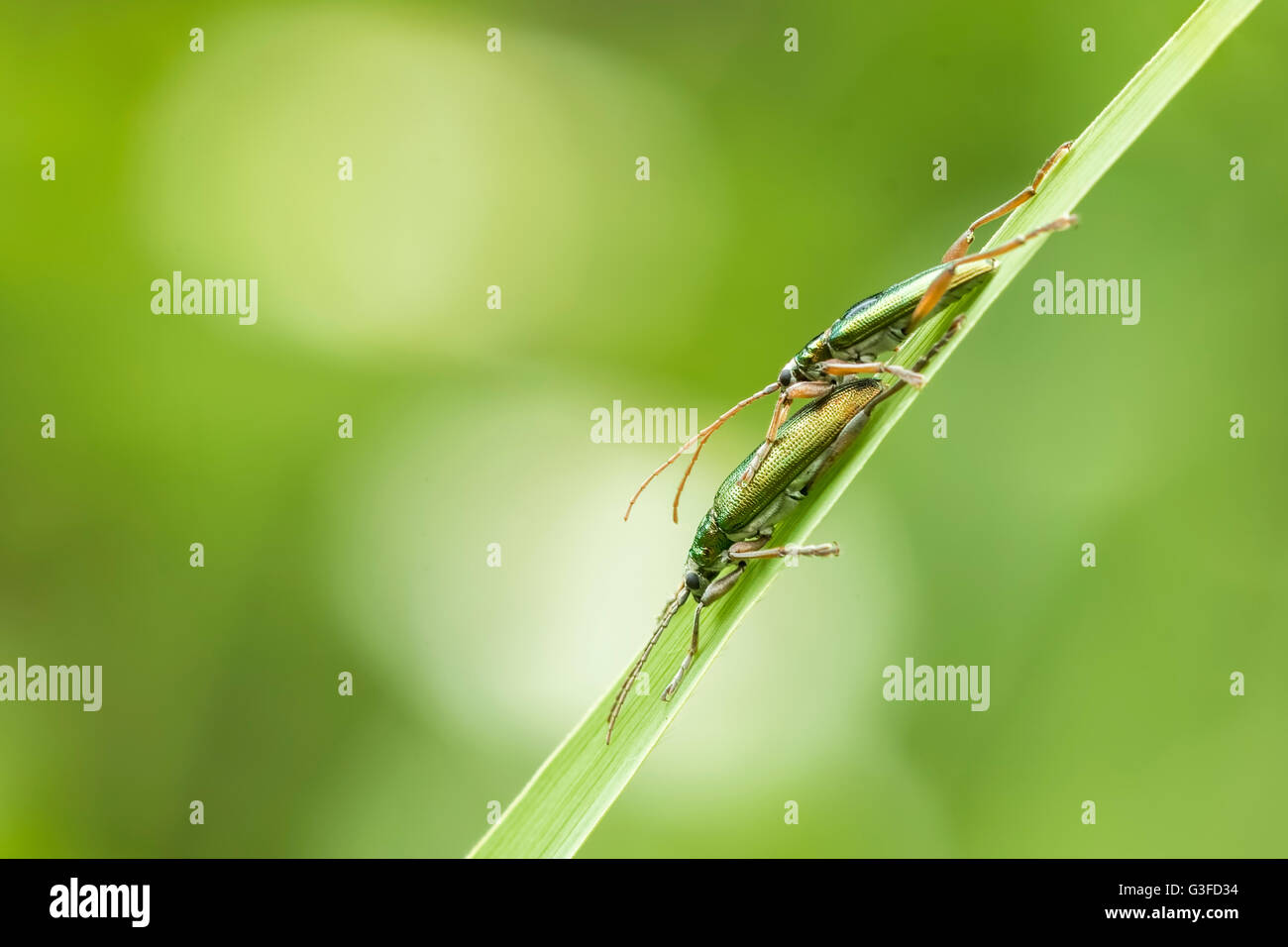 Due reed di coleotteri, Donacia aquatica, mate su una foglia di reed in una giornata di sole durante la stagione primaverile. Foto Stock