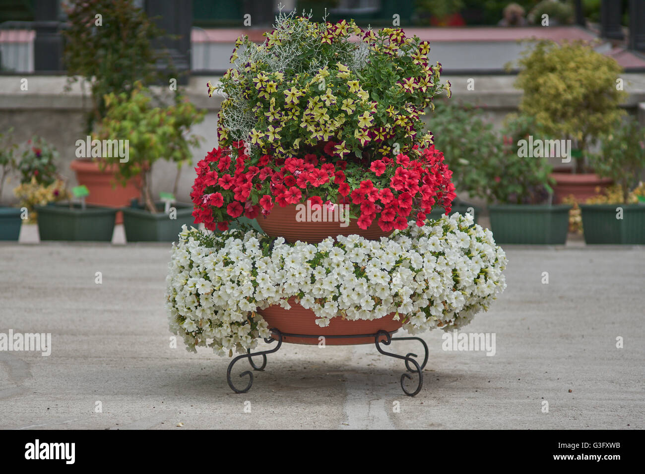 Varie multicolor nelle petunie petunia impilati sul telaio Foto Stock