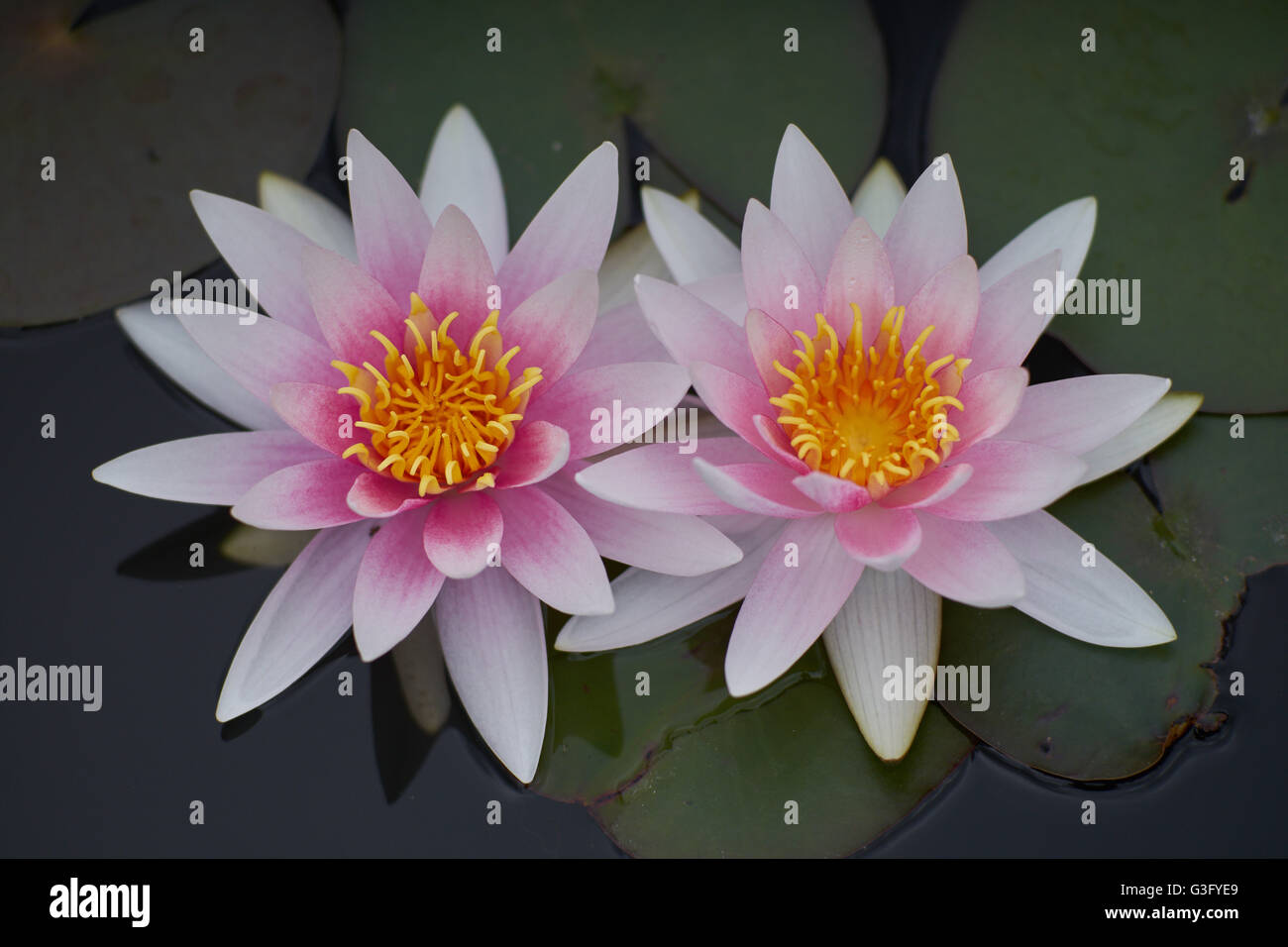 Due rosa acqua giglio fiore e foglie vicino la ninfea Foto Stock