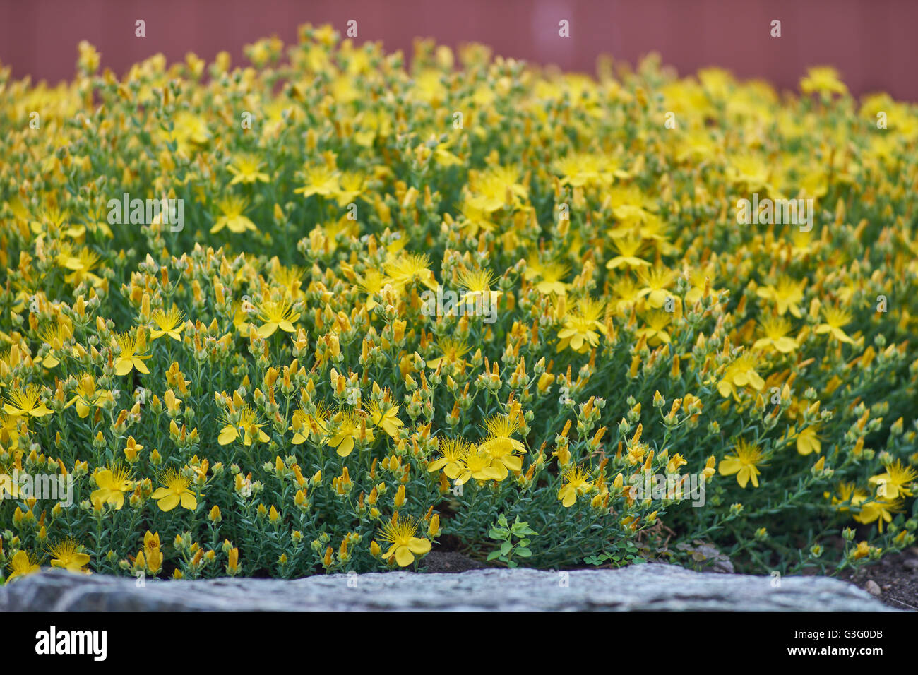 Hypericum polyphyllum in piena fioritura Foto Stock