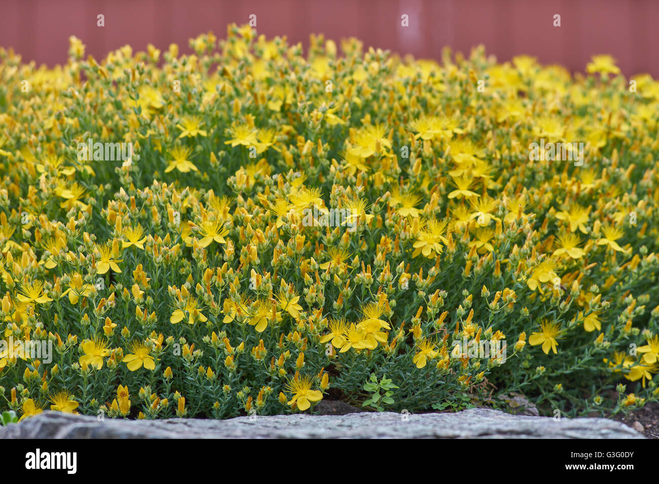 Hypericum polyphyllum in piena fioritura Foto Stock