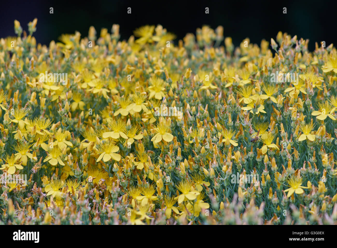 Hypericum polyphyllum in piena fioritura Foto Stock