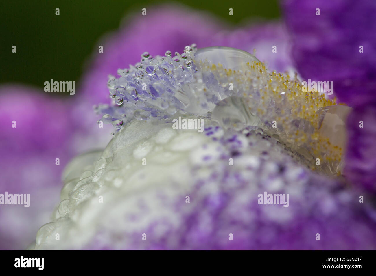 Immagine macro di Iris barba Foto Stock