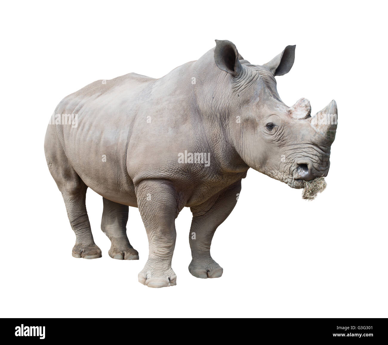 Rinoceronte bianco, quadrato-rhinoceros a labbro isolato su sfondo bianco Foto Stock