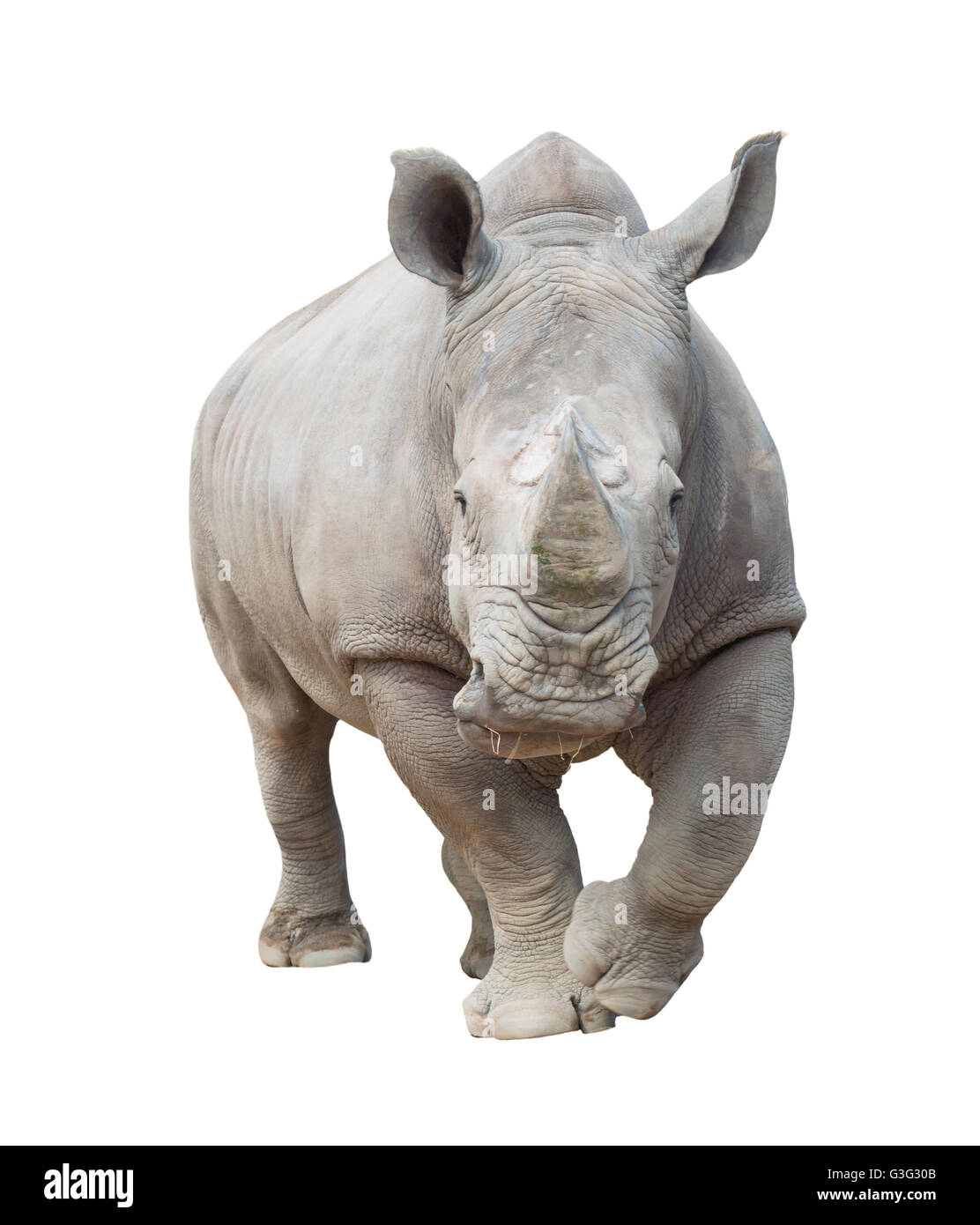 Rinoceronte bianco, quadrato-rhinoceros a labbro isolato su sfondo bianco Foto Stock