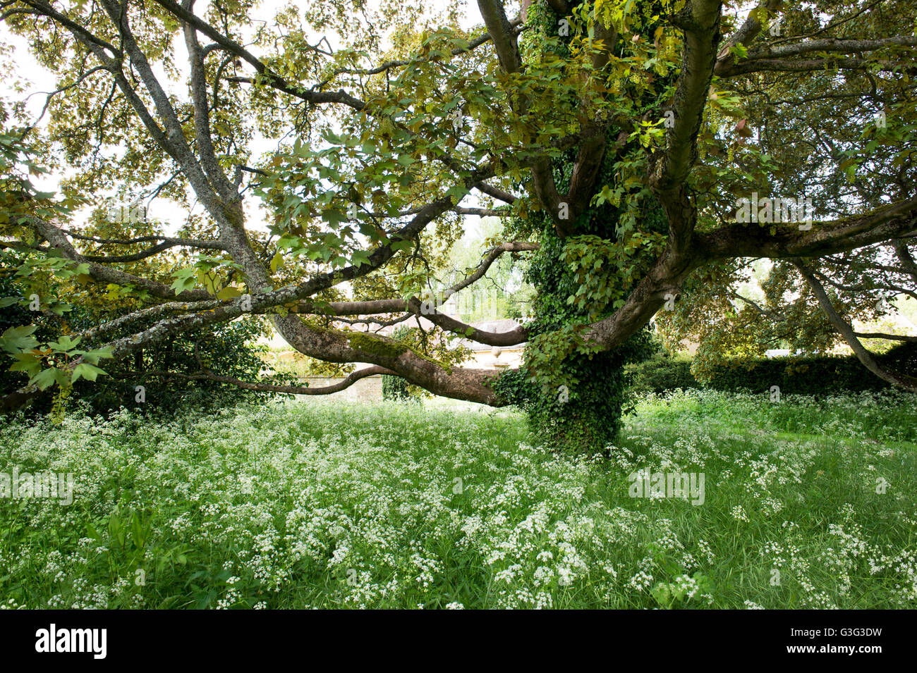 Vecchio Acer campestre albero. Campo acero in primavera. Regno Unito Foto Stock