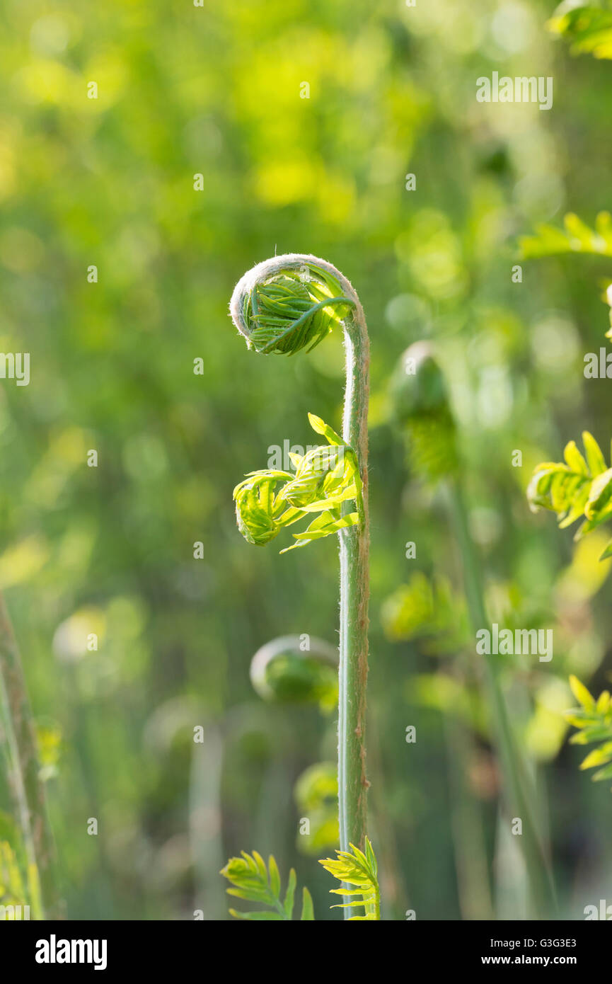 Osmunda regalis. Royal fern dispiegarsi in primavera Foto Stock