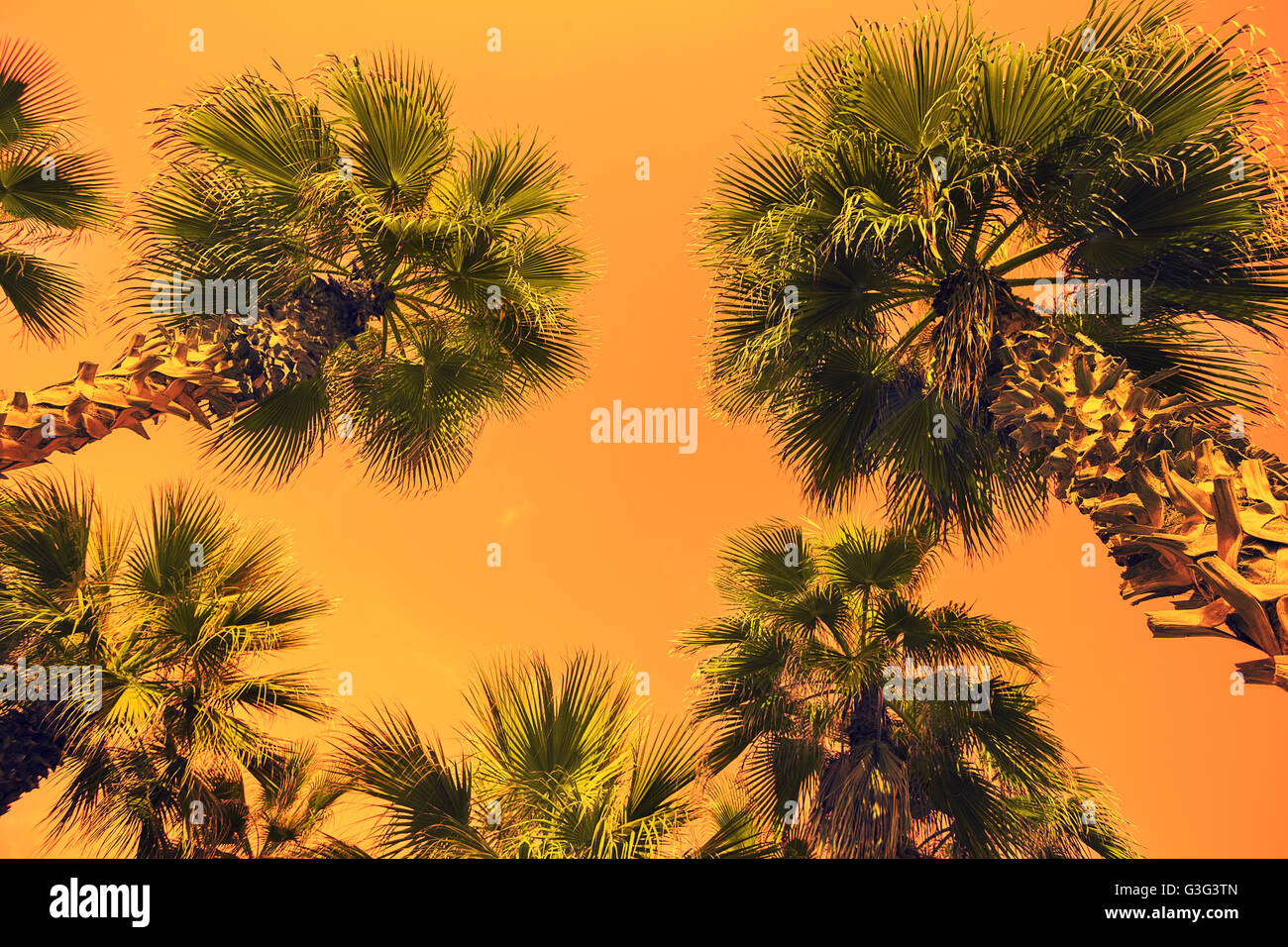 Telaio Vintage con tropic palme contro il cielo alla luce del tramonto Foto Stock