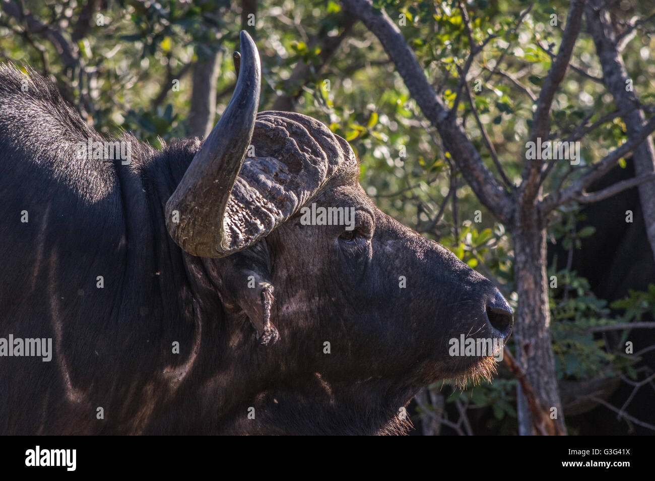 In Africa il pascolo di Buffalo attraverso gli alberi all'Welgevonden Game Reserve in Sud Africa Foto Stock In Africa il pascolo di Buffalo attraverso gli alberi all'Welgevonden Game Reserve in Sud Africa Foto Stock