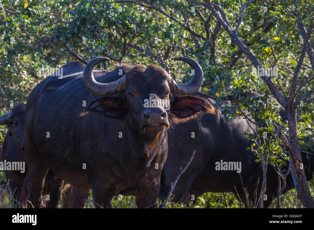 In Africa il pascolo di Buffalo attraverso gli alberi all'Welgevonden Game Reserve in Sud Africa Foto Stock